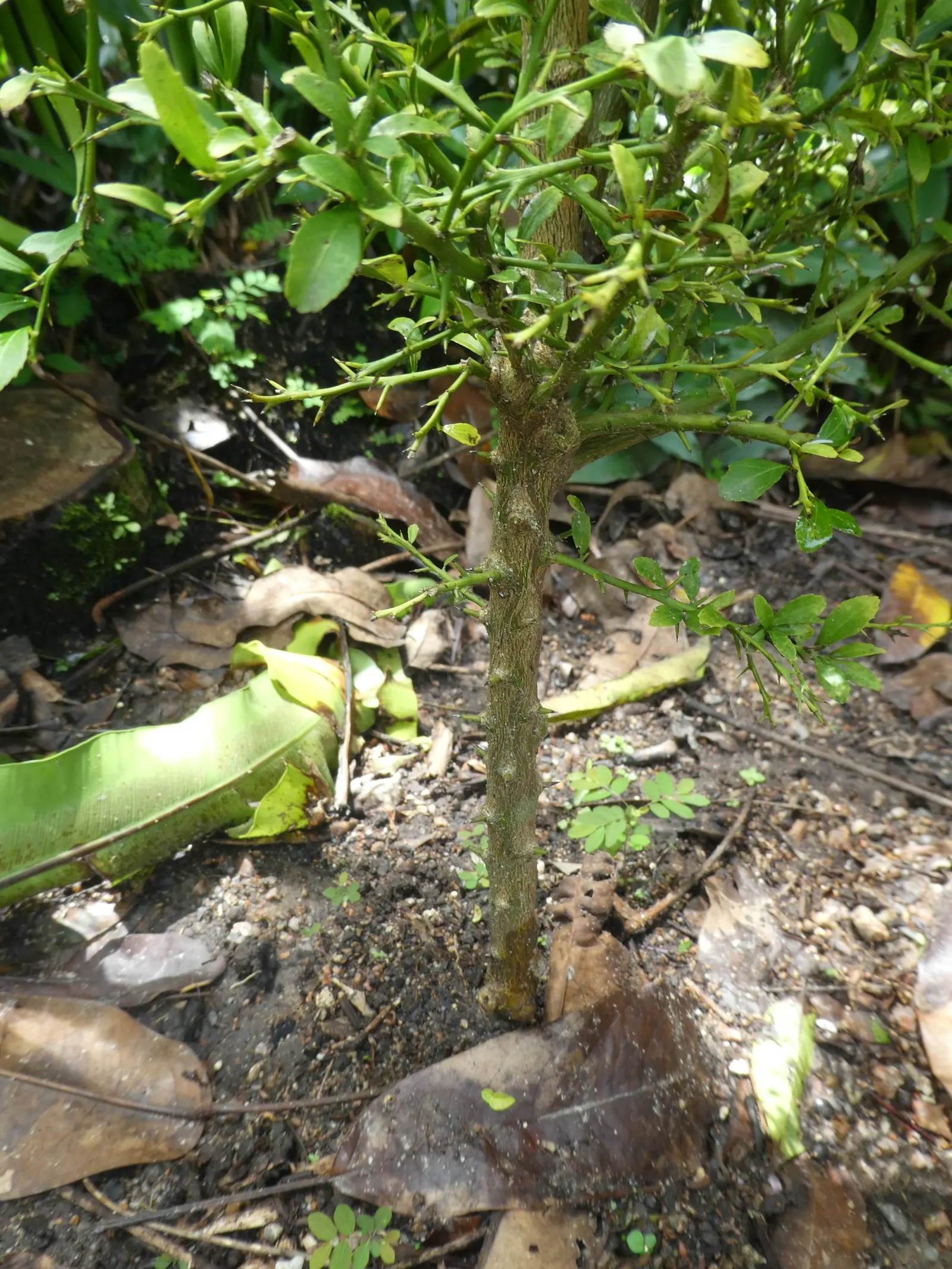 Australian Finger Lime (Citrus Australasica) — the Australian Finger Lime adapts well to container planting; indirect sunlight promotes the best fruit