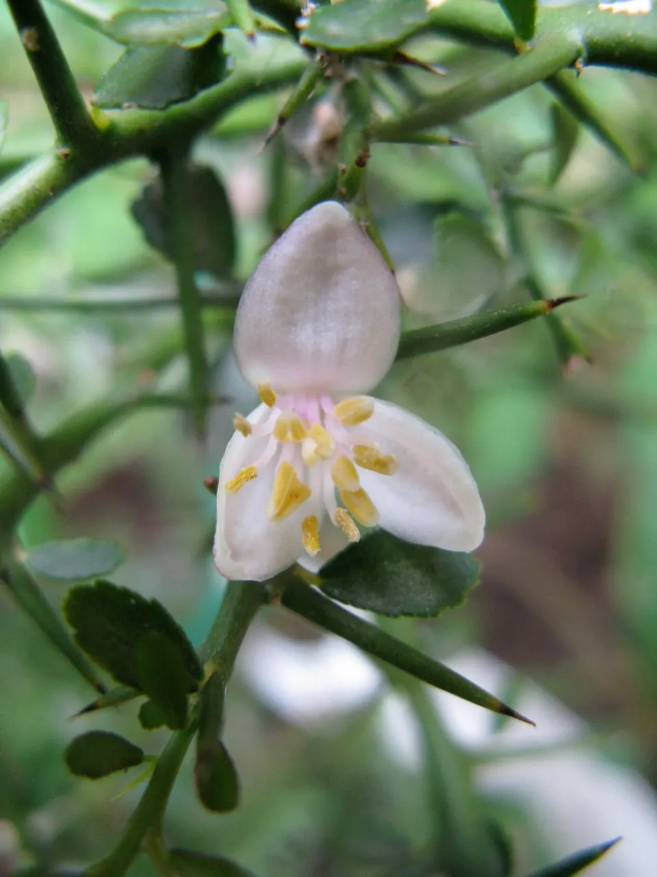 Australian Finger Lime (Citrus Australasica) — It showcases slender, cylindrical fruits, 2-3 inches long, bursting with tangy, caviar-like vesicles