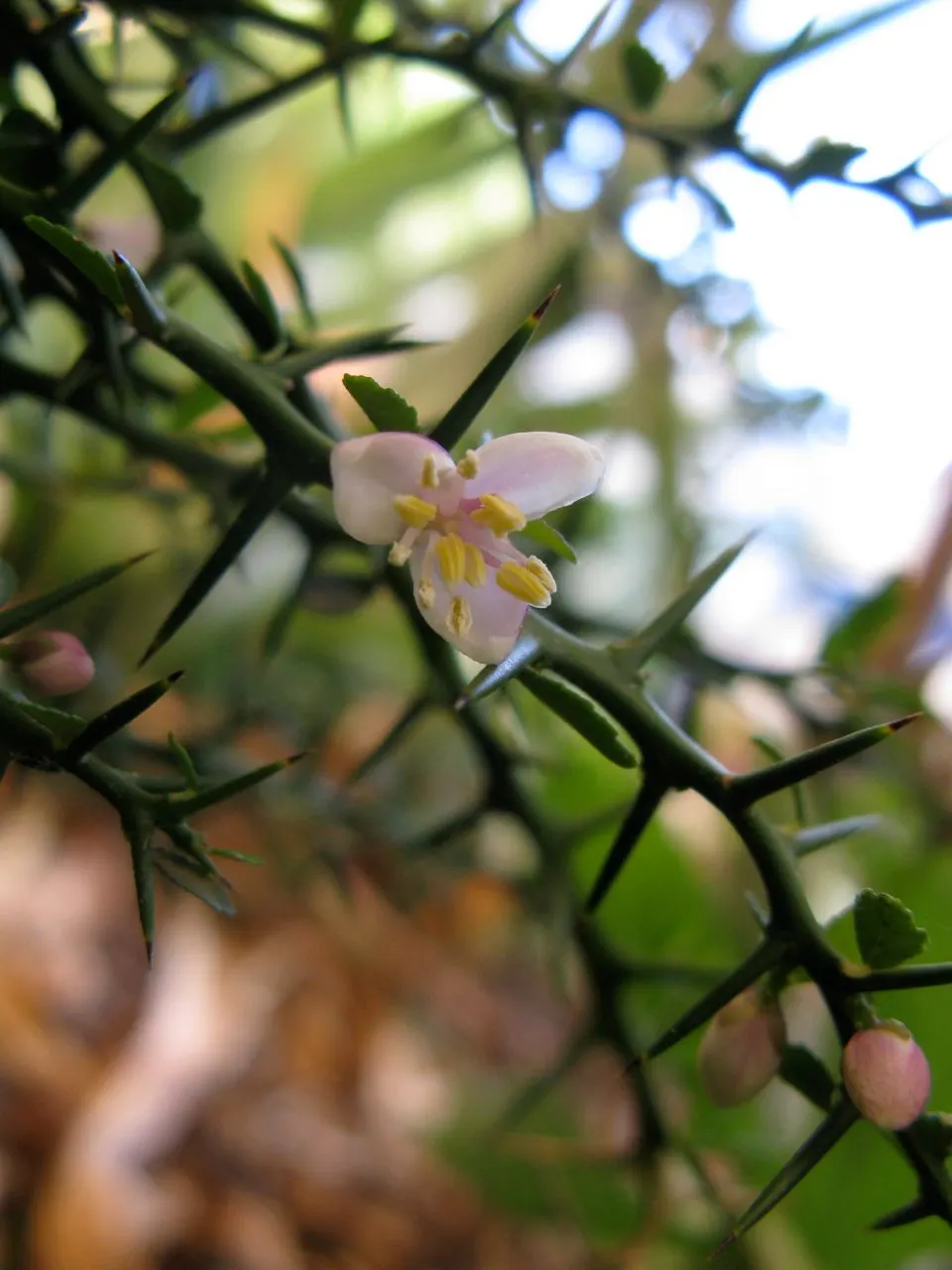Australian Finger Lime (Citrus Australasica) — tree with white blooms