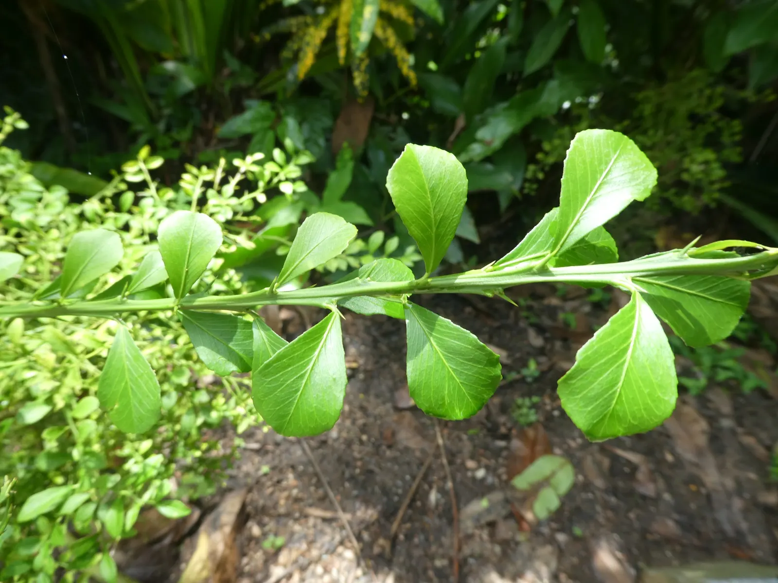 Australian Finger Lime (Citrus Australasica) — tree with white blooms; which measure approximately 1.5 to 3 inches in length and about 0.8 inches in diameter