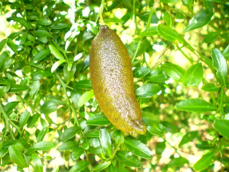 Australian Finger Lime (Citrus Australasica) — Foliage is dark green, and the plant blooms with small, white, fragrant flowers