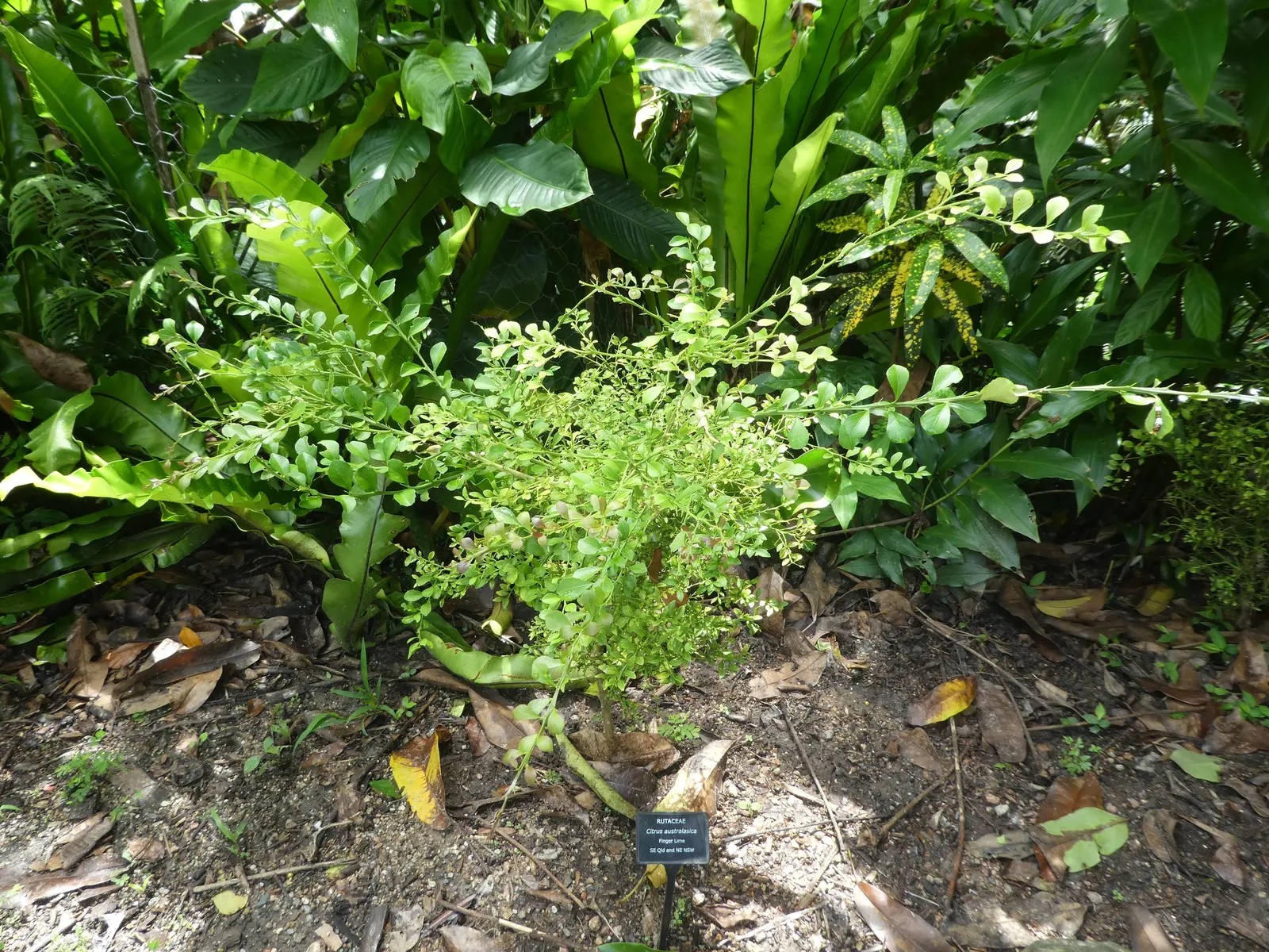 Australian Finger Lime (Citrus Australasica) — It prefers well-draining, slightly acidic soil with consistent moisture; these caviar-like lime vesicles burst