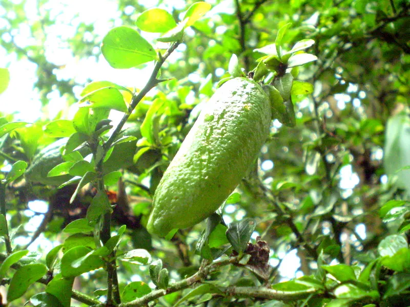 Australian Finger Lime (Citrus Australasica) — tree for full; white to pale pink flowers add year-round interest
