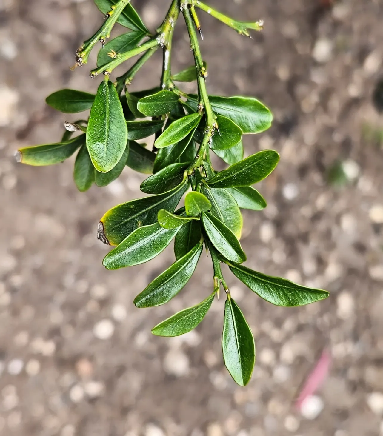 Australian Finger Lime (Citrus Australasica) — Foliage is dark green, and the plant blooms with small, white, fragrant flowers; tree for full