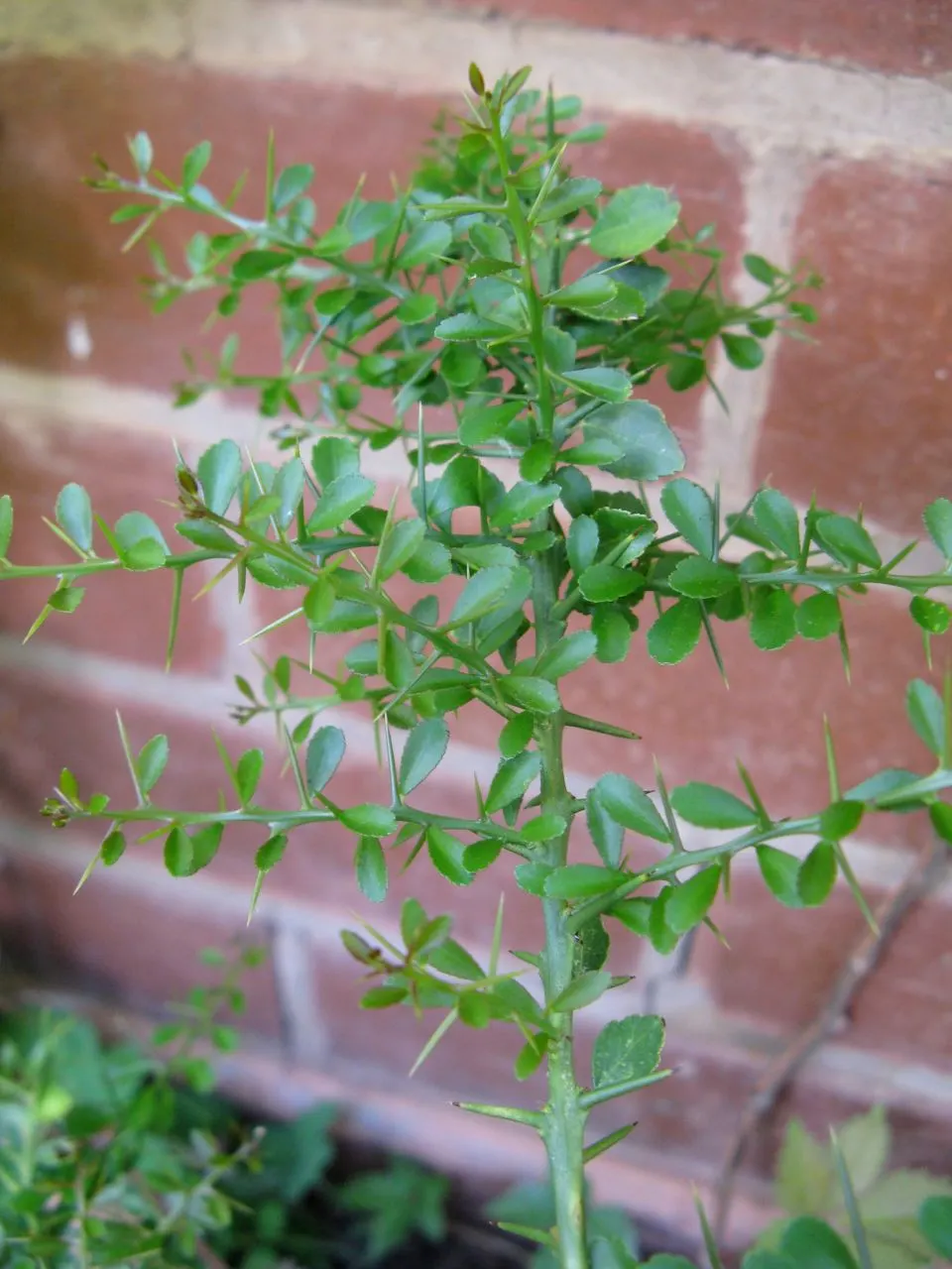 Australian Finger Lime (Citrus Australasica) — Citrus australasica, the Australian Finger Lime, is a unique, thorny shrub reaching 6-10 feet tall; it thrives