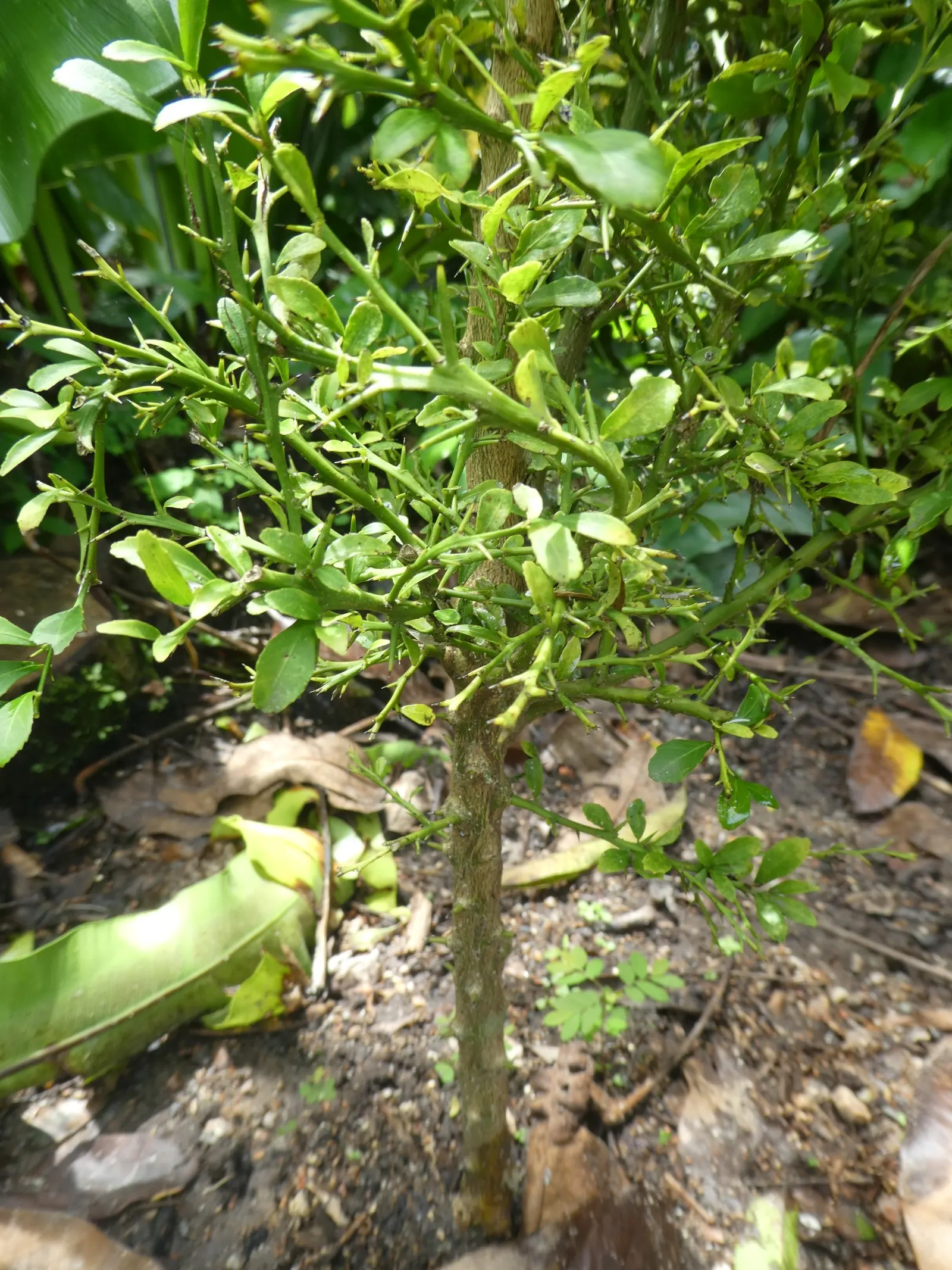 Australian Finger Lime (Citrus Australasica) — this thorny evergreen adds a distinctive flair to any landscape design with its elongated finger-like fruits