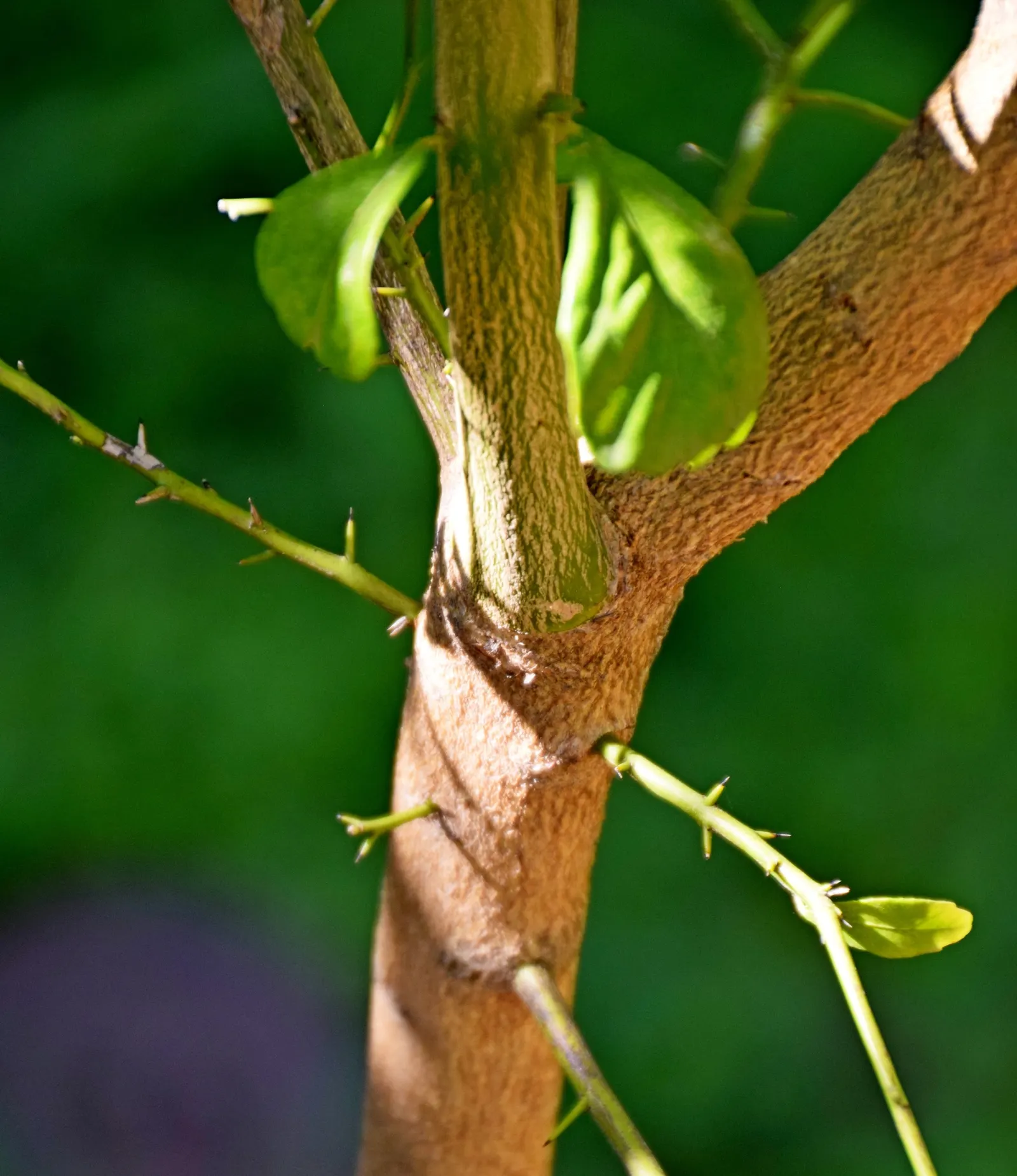 Australian Finger Lime (Citrus Australasica) — though the plant can tolerate partial shade.<br><br>In landscape designs
