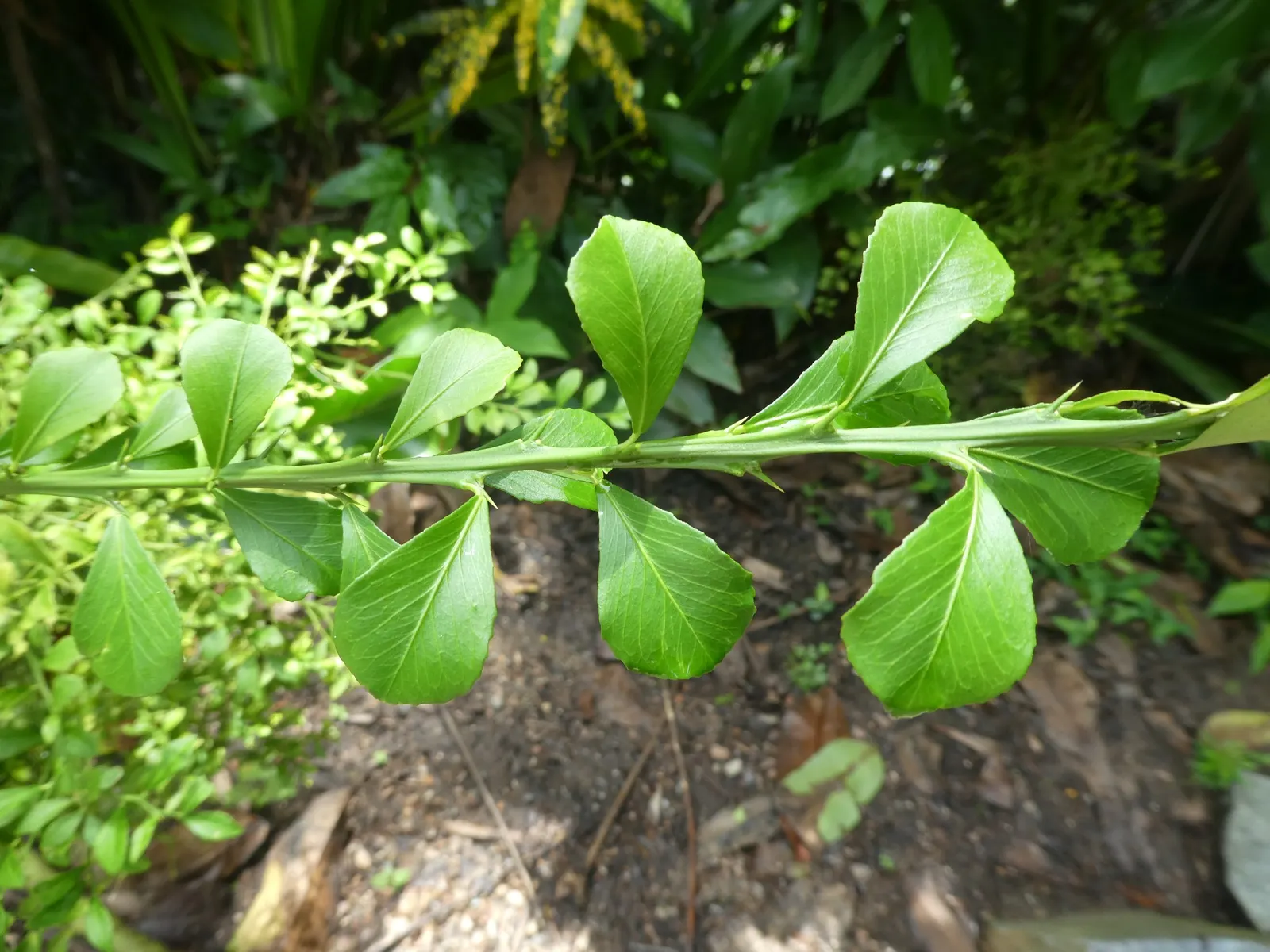 Australian Finger Lime (Citrus Australasica) — Suitable for Zones 9 to 11; foliage is dark green, and the plant blooms with small, white, fragrant flowers