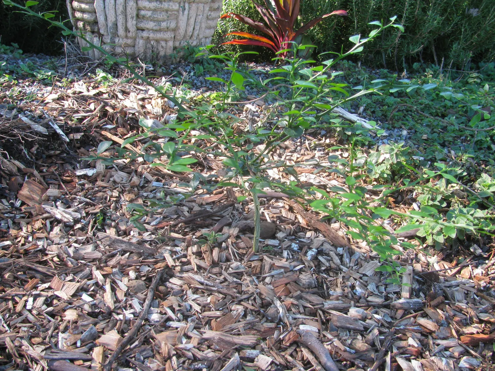 Australian Finger Lime (Citrus Australasica) — white flowers in the garden; citrus australasica, the Australian Finger Lime, is a unique, thorny shrub reaching