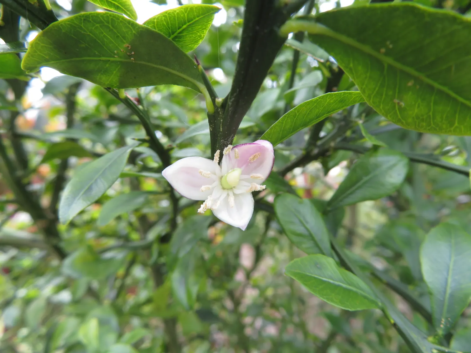 Australian Finger Lime (Citrus Australasica) — Citrus australasica, the Australian Finger Lime, is a unique, thorny shrub reaching 6-10 feet tall