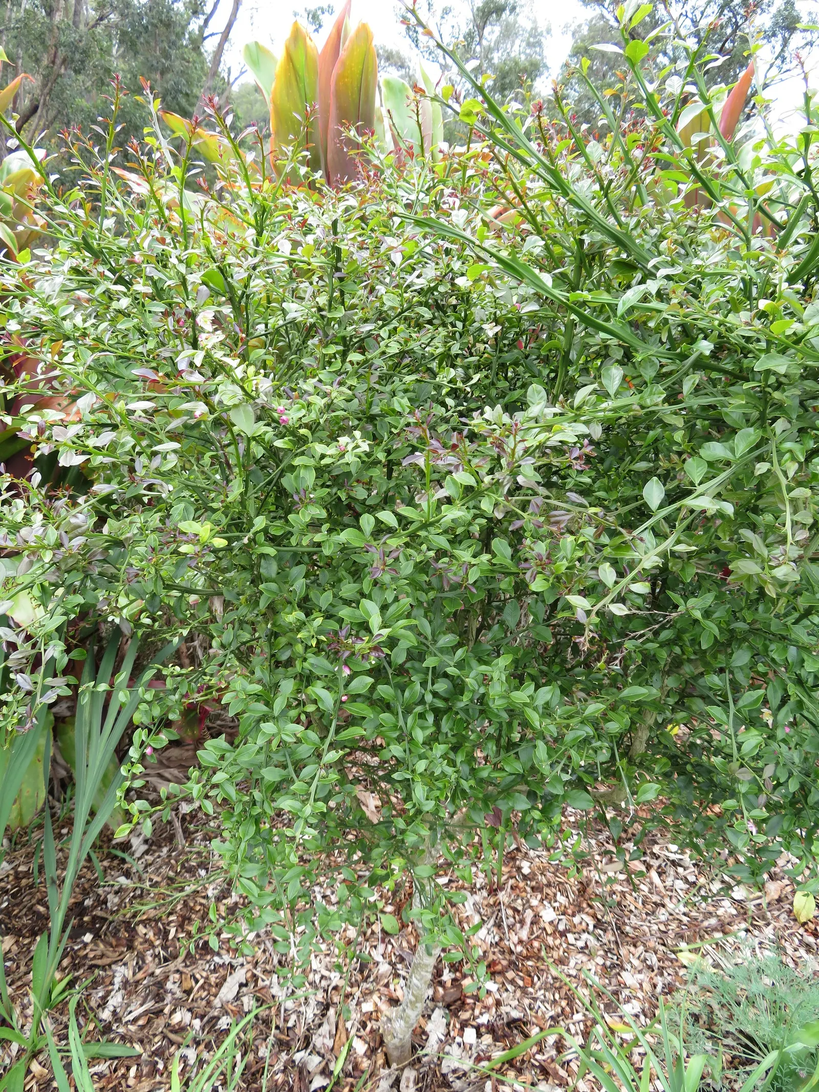 Australian Finger Lime (Citrus Australasica) — It thrives in well-drained soil, needing full sun to partial shade