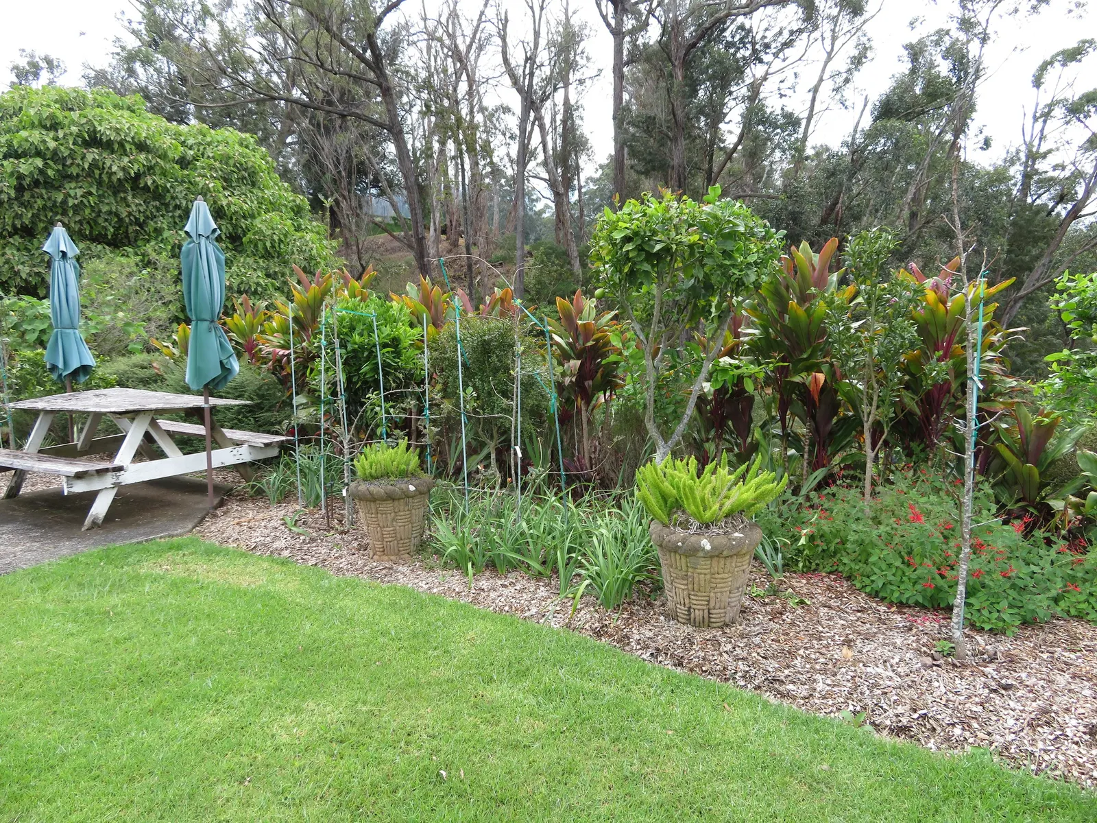 Australian Finger Lime (Citrus Australasica) — It thrives in well-drained soil, needing full sun to partial shade; this thorny evergreen adds a distinctive