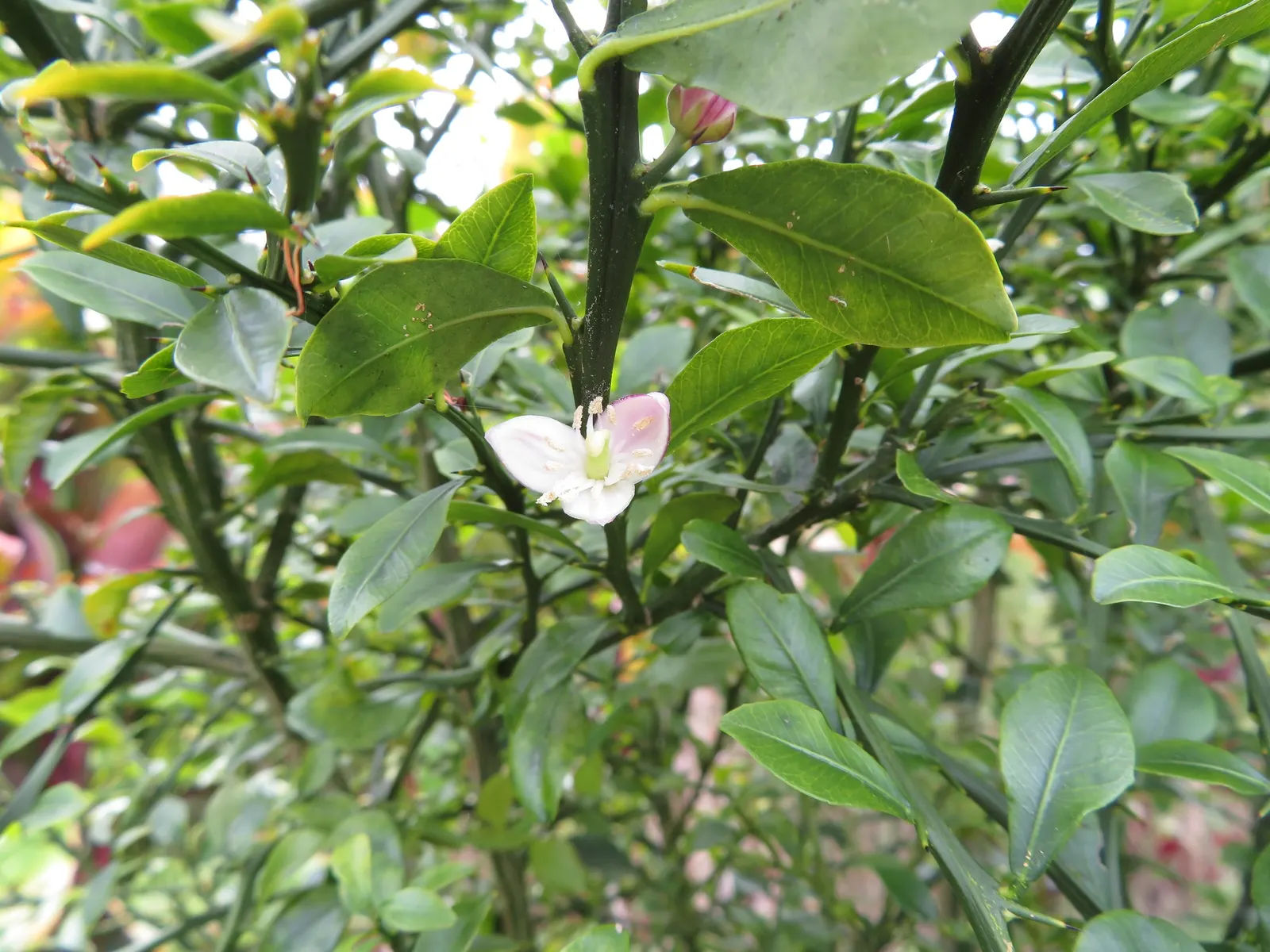 Australian Finger Lime (Citrus Australasica) — indirect sunlight promotes the best fruit production; white flowers in the garden