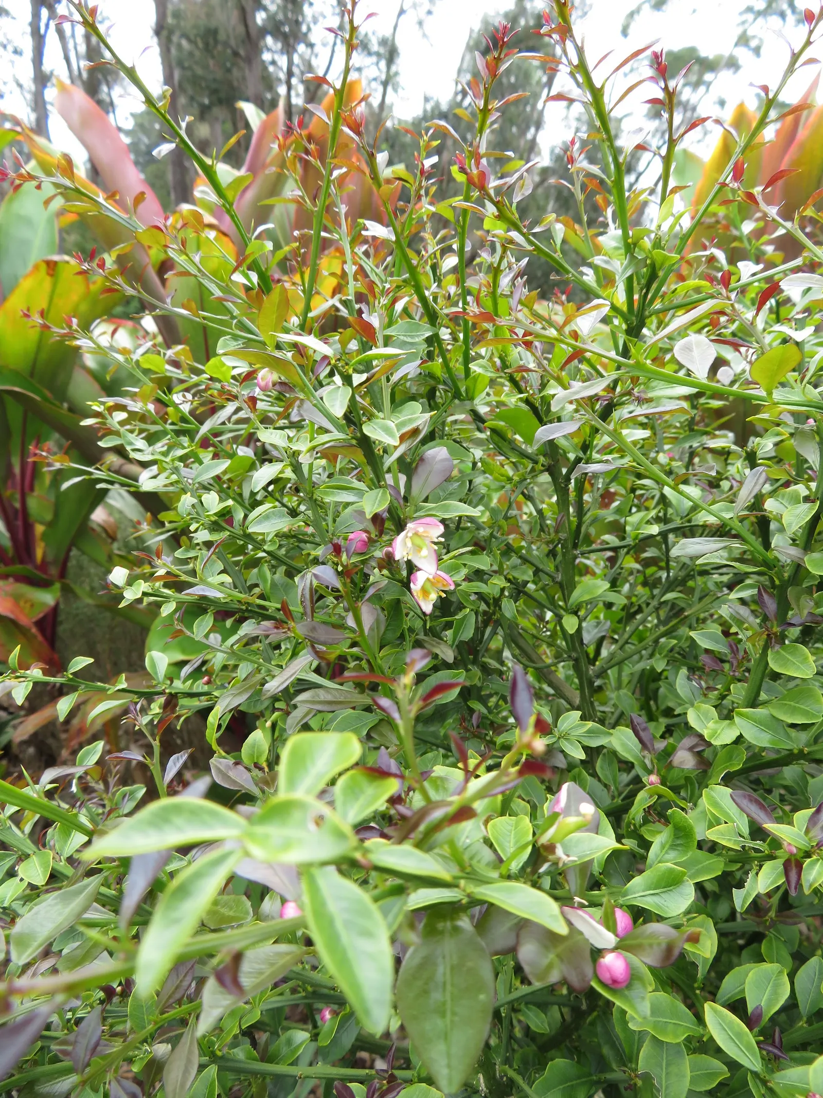 Australian Finger Lime (Citrus Australasica) — which measure approximately 1.5 to 3 inches in length and about 0.8 inches in diameter; tree with white blooms