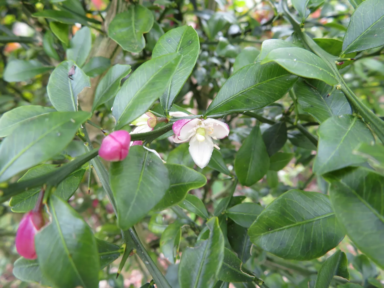 Australian Finger Lime (Citrus Australasica) — which measure approximately 1.5 to 3 inches in length and about 0.8 inches in diameter