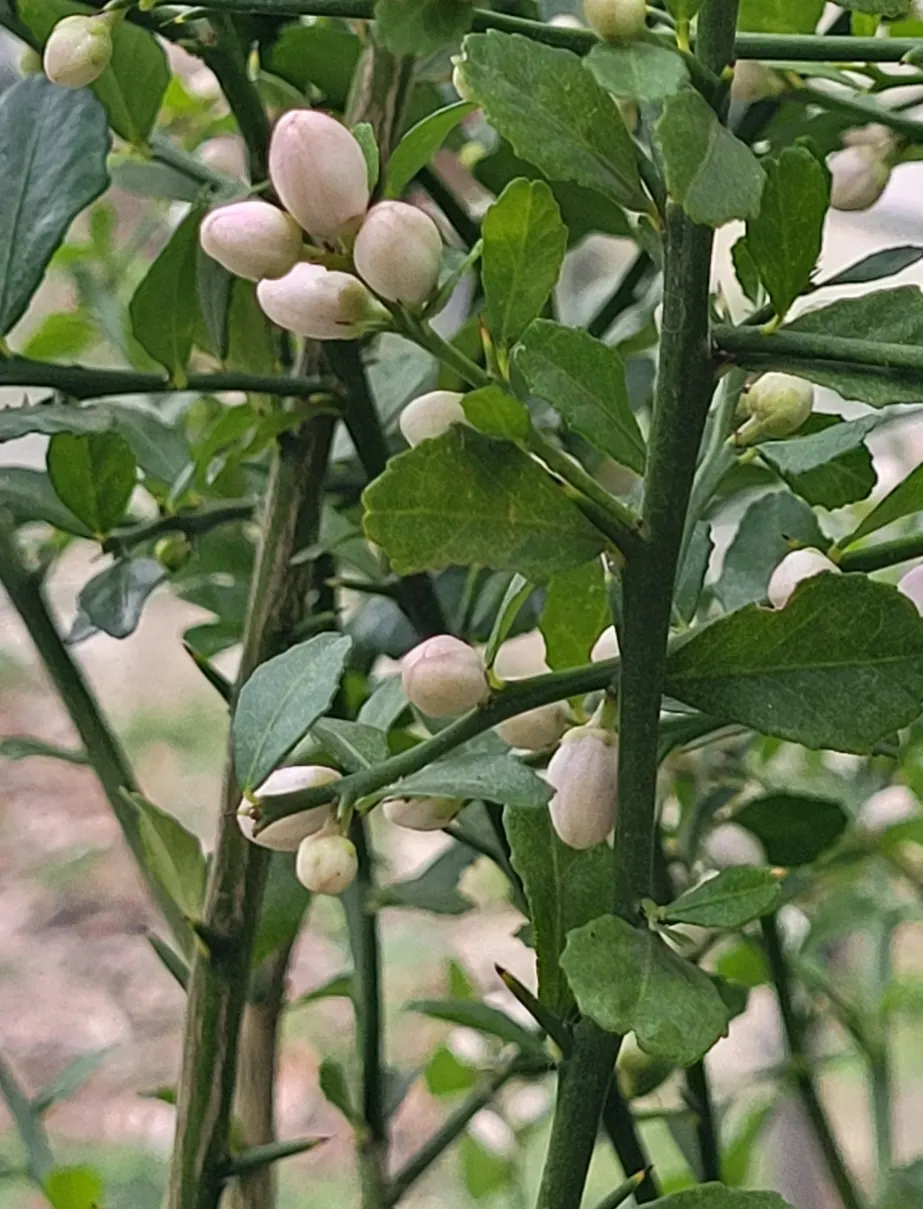Australian Finger Lime (Citrus Australasica) — making it an excellent choice for patios or urban gardens where space is a premium; it showcases slender