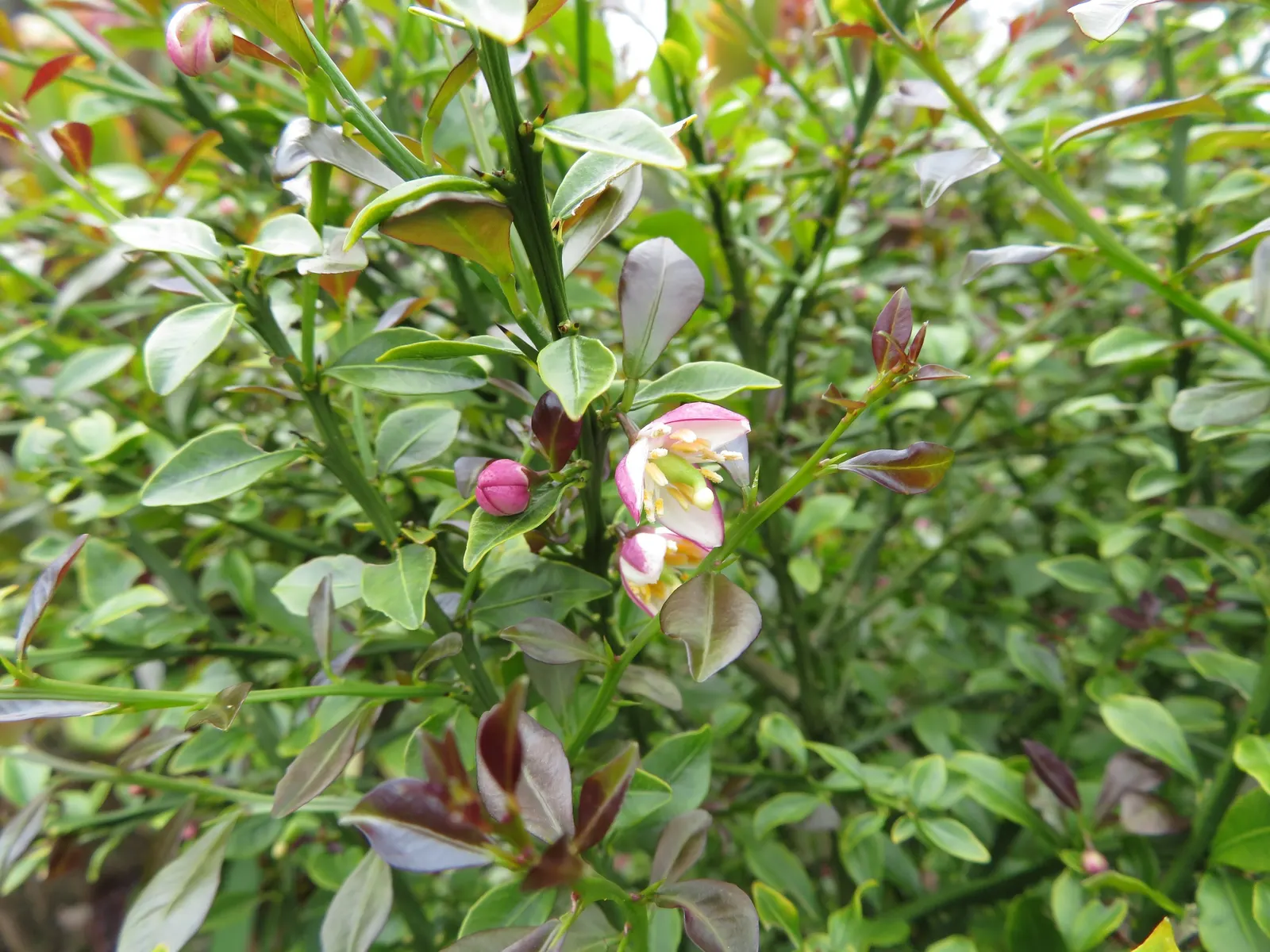 Australian Finger Lime (Citrus Australasica) — tree for full