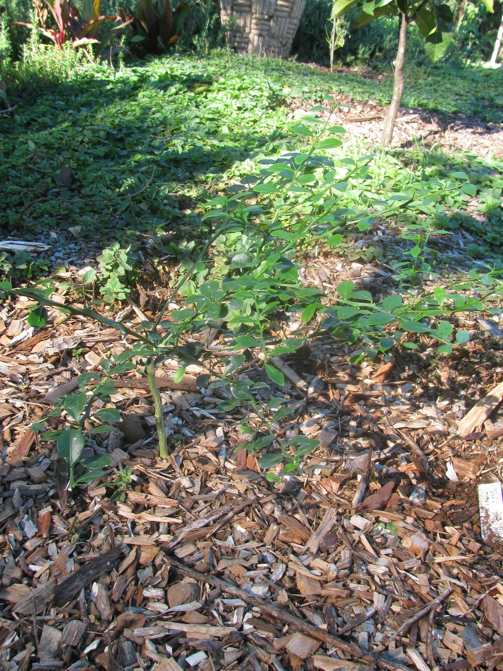 Australian Finger Lime (Citrus Australasica) — Foliage is dark green, and the plant blooms with small, white, fragrant flowers; tree for full, image 39