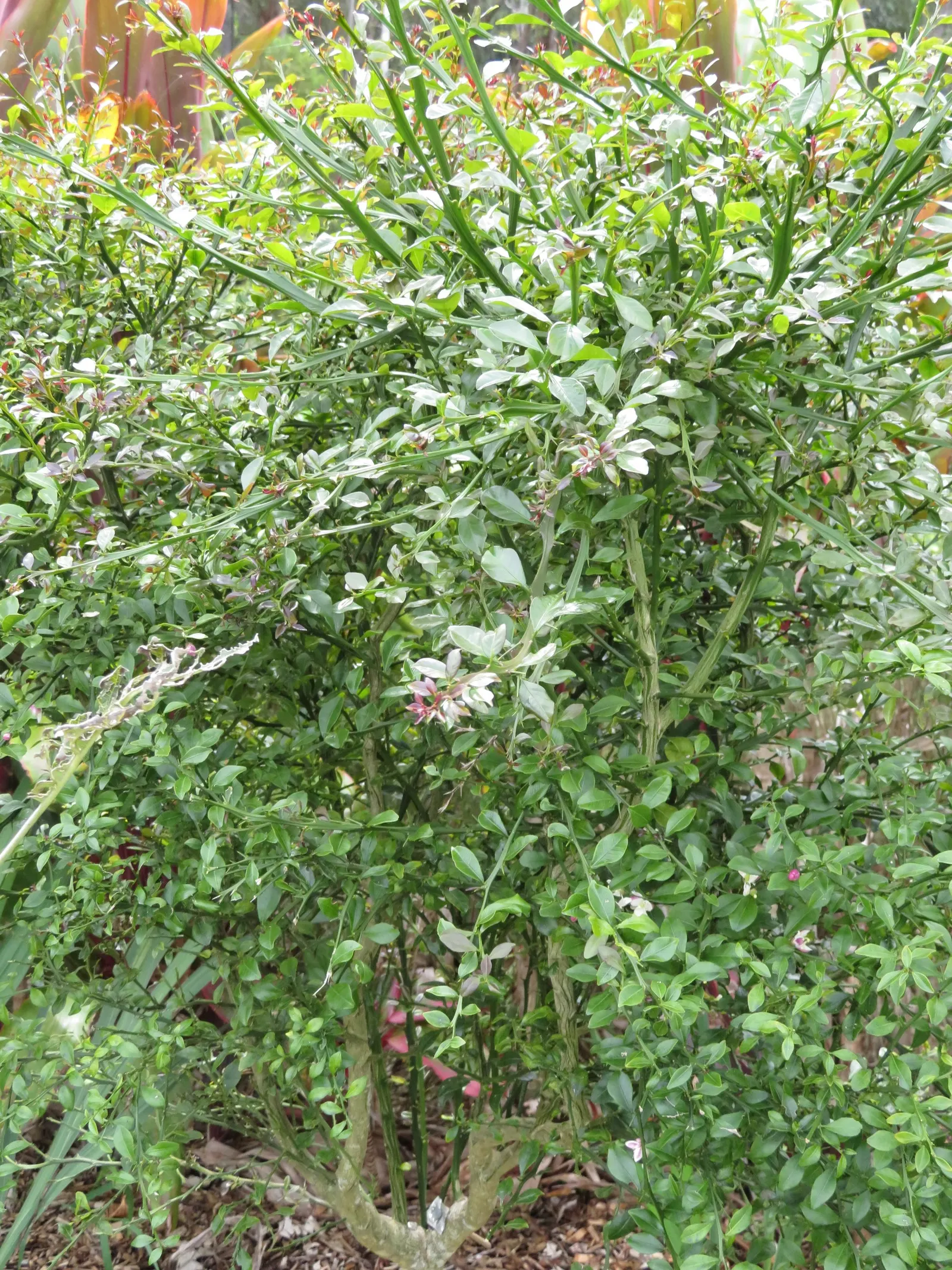Australian Finger Lime (Citrus Australasica) — white to pale pink flowers add year-round interest; it prefers well-draining, slightly acidic soil with