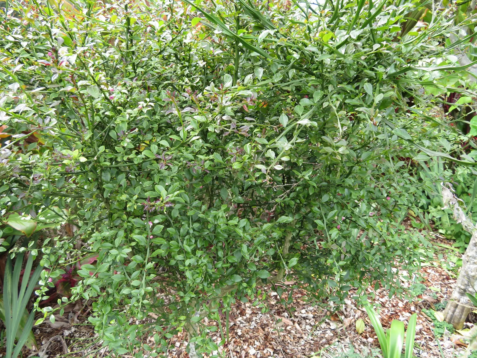Australian Finger Lime (Citrus Australasica) — white to pale pink flowers add year-round interest