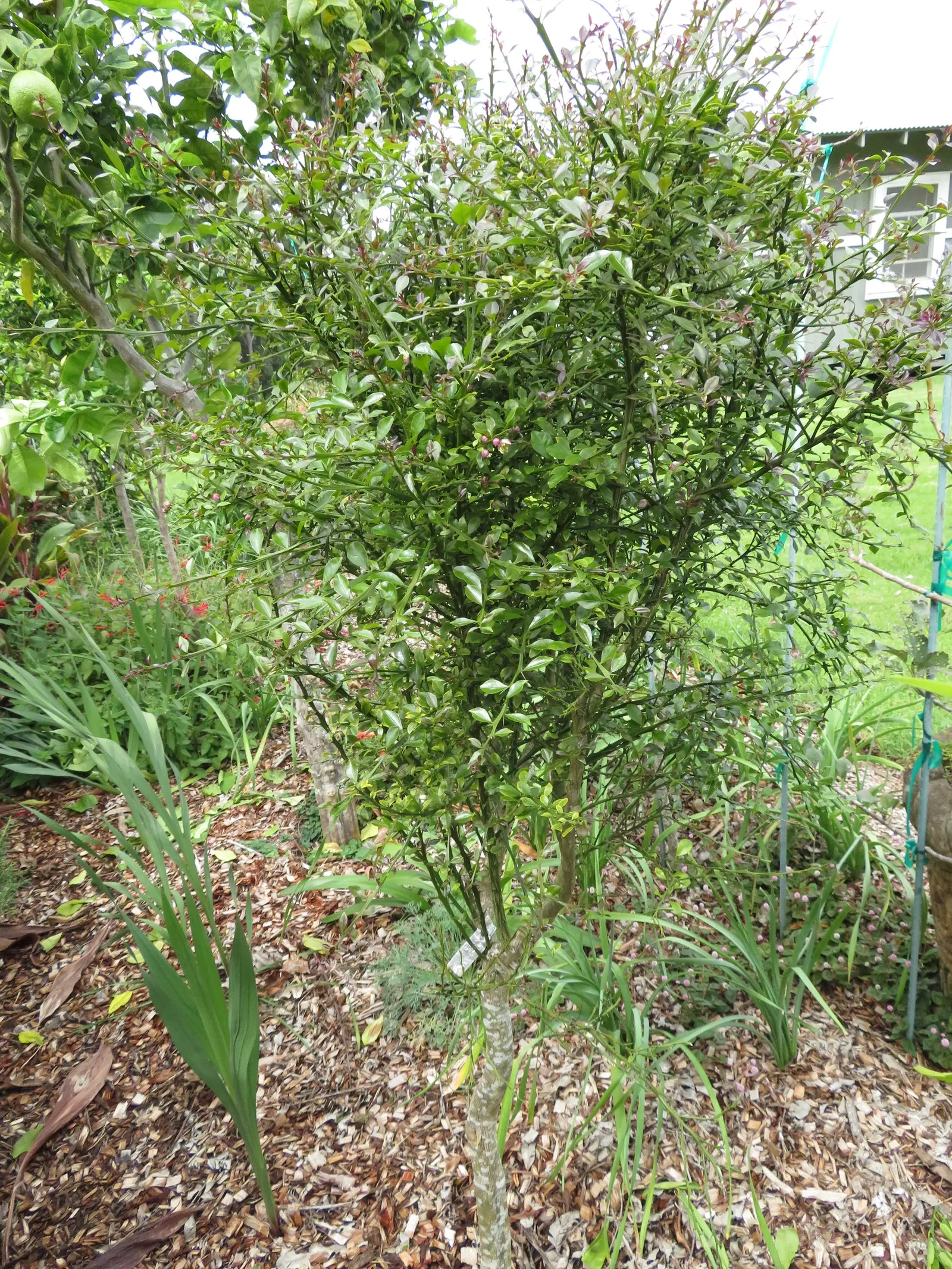 Australian Finger Lime (Citrus Australasica) — These caviar-like lime vesicles burst with a tangy