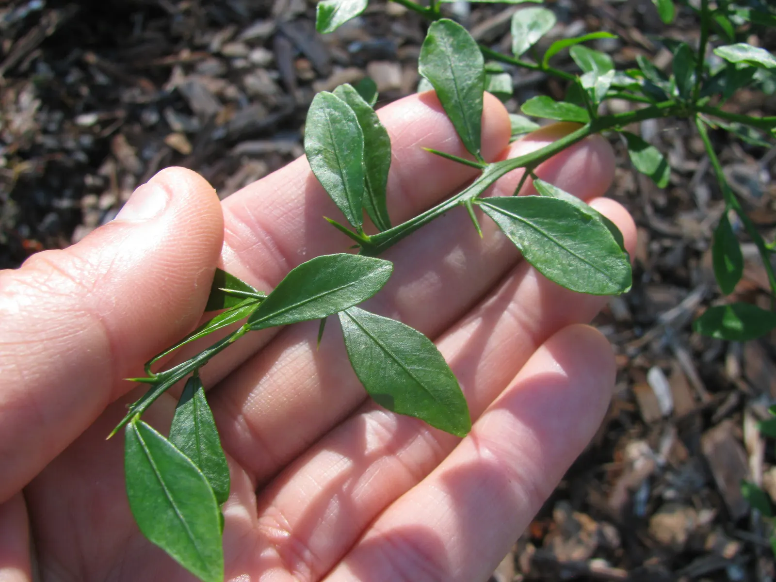 Australian Finger Lime (Citrus Australasica) — Hardy in USDA zones 9-11, it's an exotic choice for culinary gardens or ornamental use