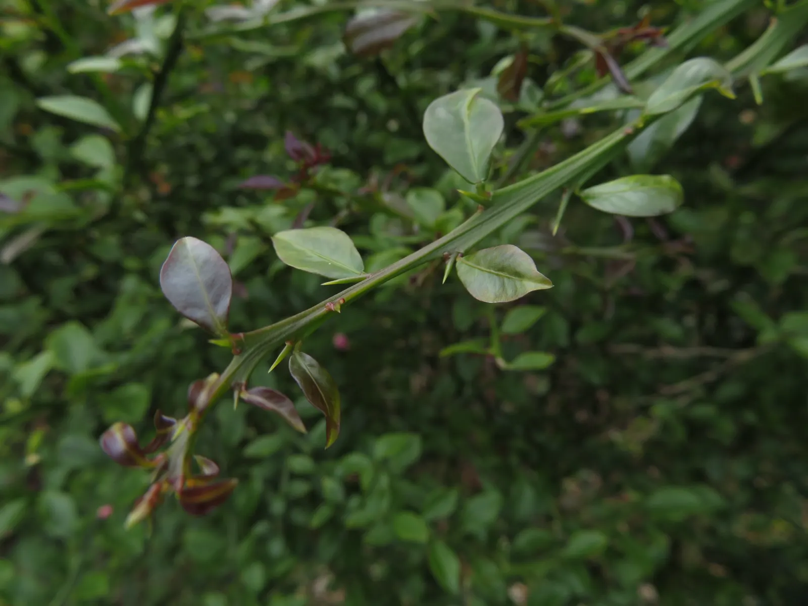 Australian Finger Lime (Citrus Australasica) — white flowers in the garden