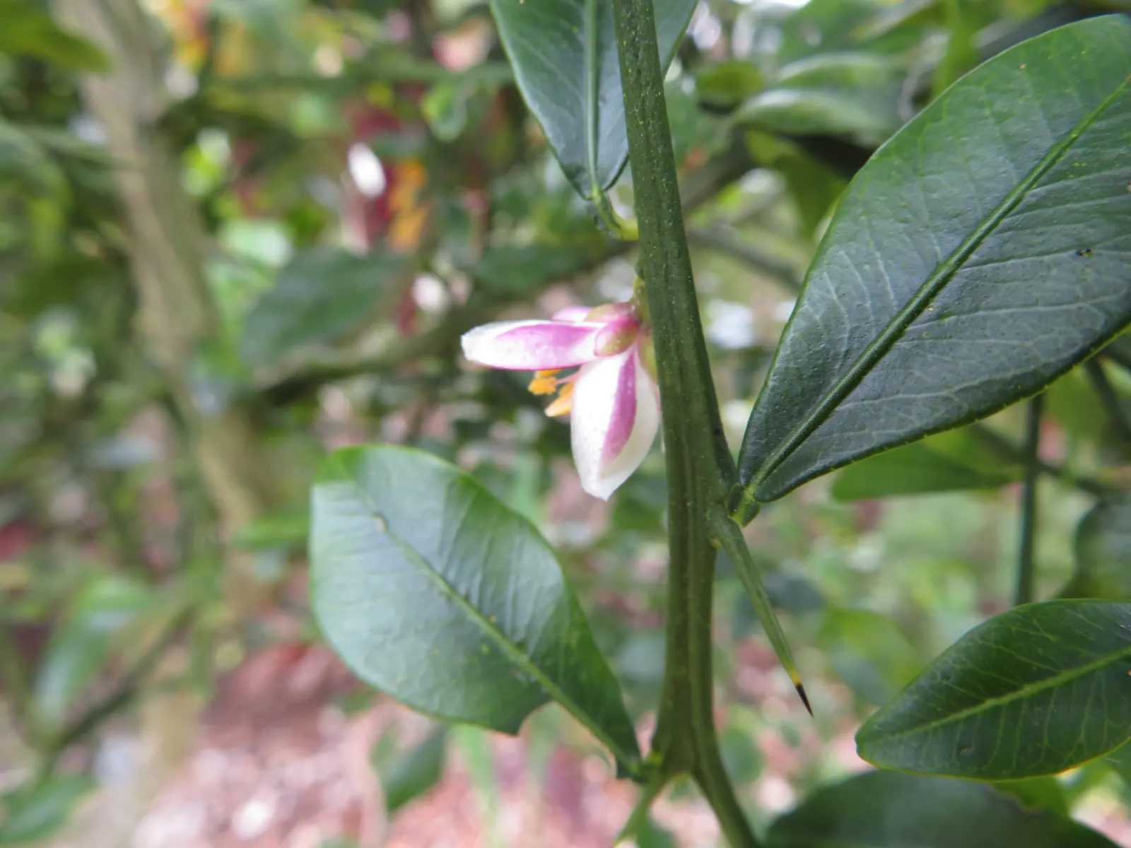 Australian Finger Lime (Citrus Australasica) — Hardy in USDA zones 9-11, it's an exotic choice for culinary gardens or ornamental use; though the plant can