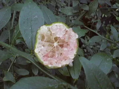 Australian Finger Lime (Citrus Australasica) — this thorny evergreen adds a distinctive flair to any landscape design with its elongated, image 25