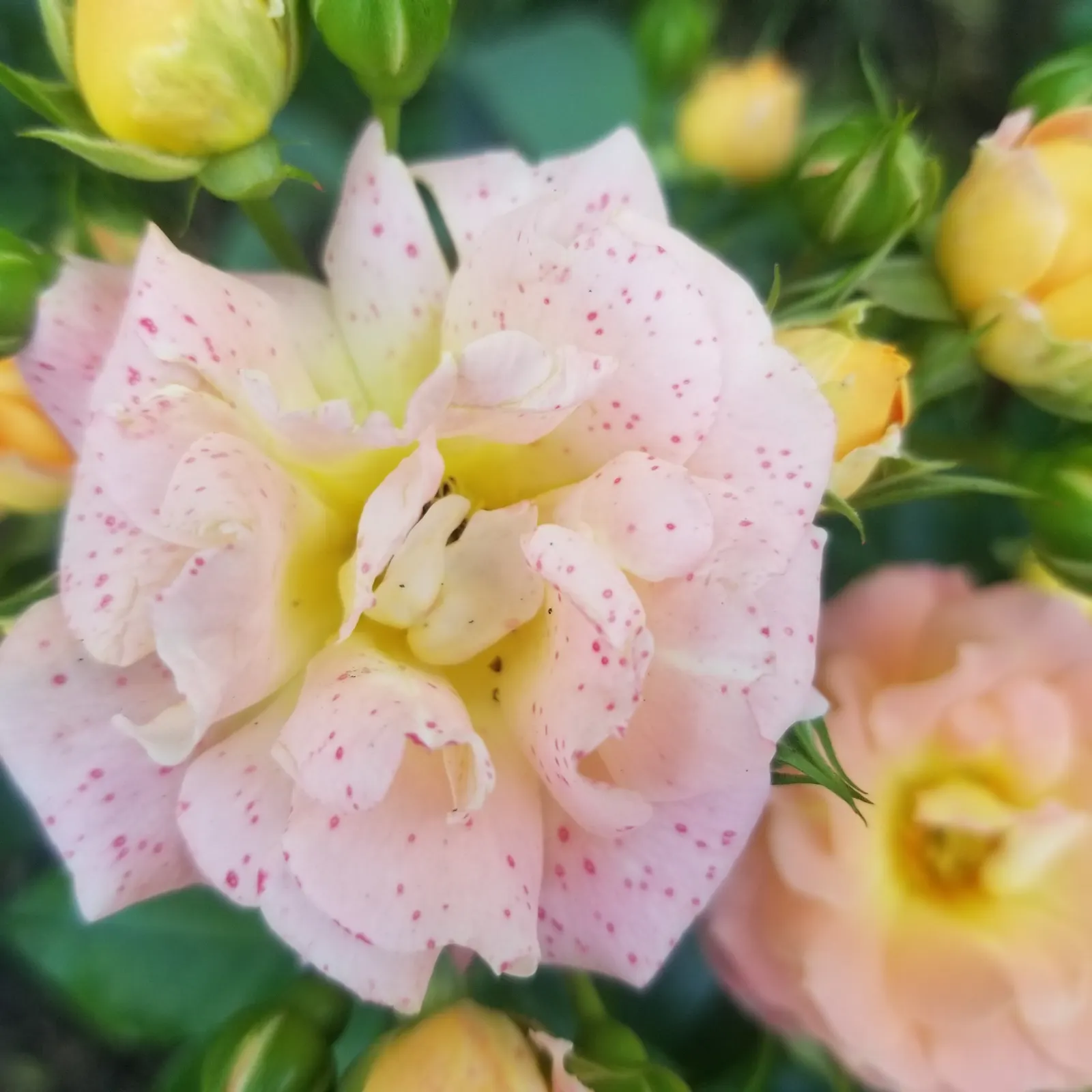 Pink Drift Rose (Rosa 'Pink Drift') — Ideal for borders, groundcover, or slopes, it thrives in full sun with regular watering