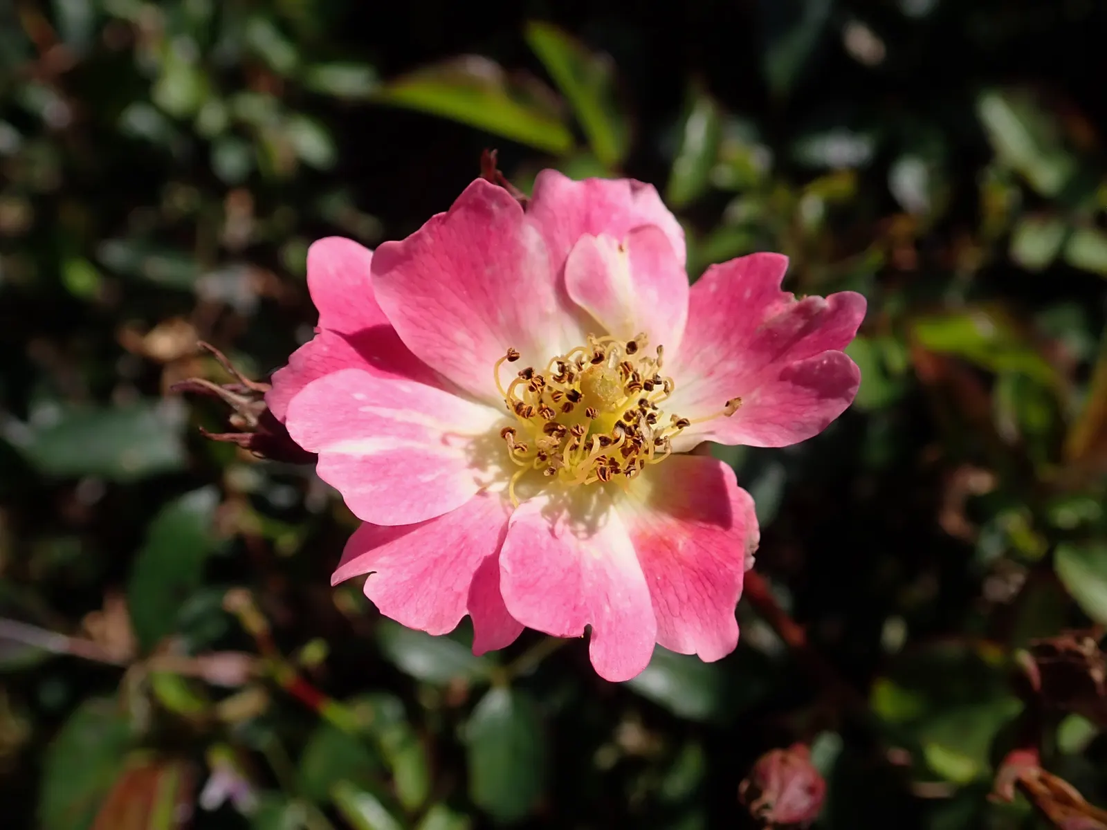 Pink Drift Rose (Rosa 'Pink Drift') — reaching 1.5 feet in height and spreading up to 3 feet