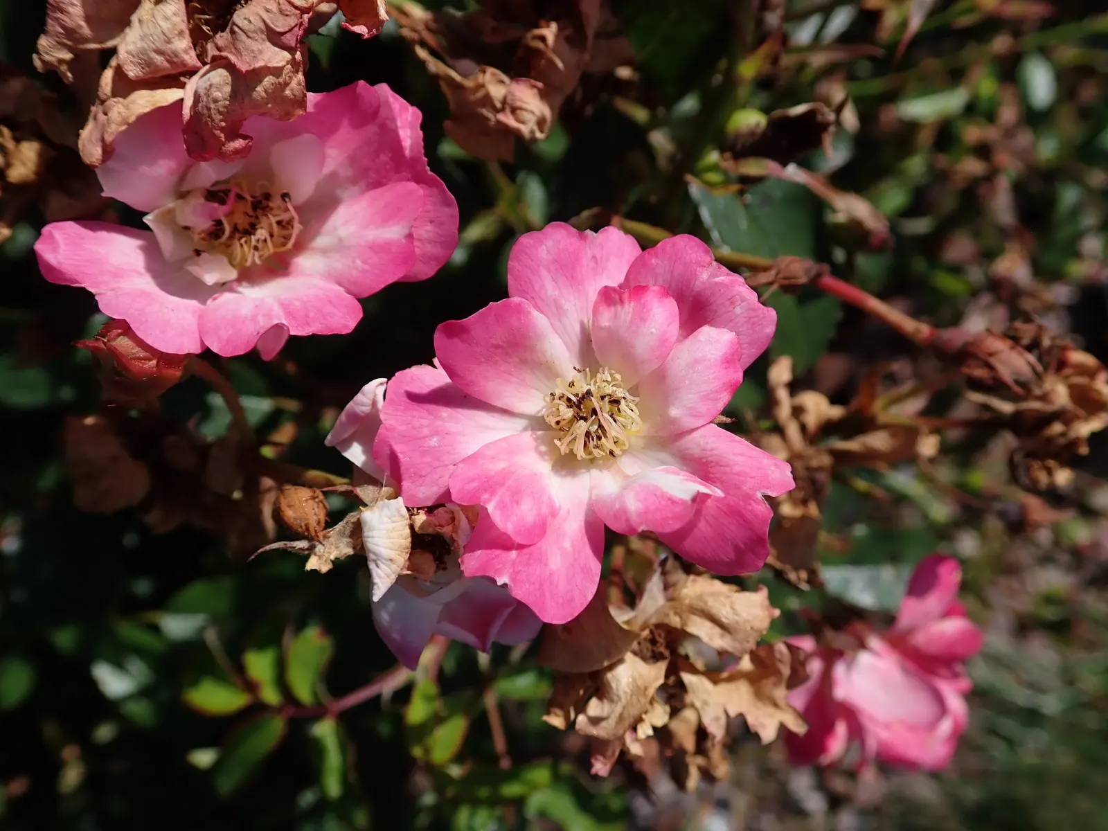 Pink Drift Rose (Rosa 'Pink Drift') — it blooms from spring to frost
