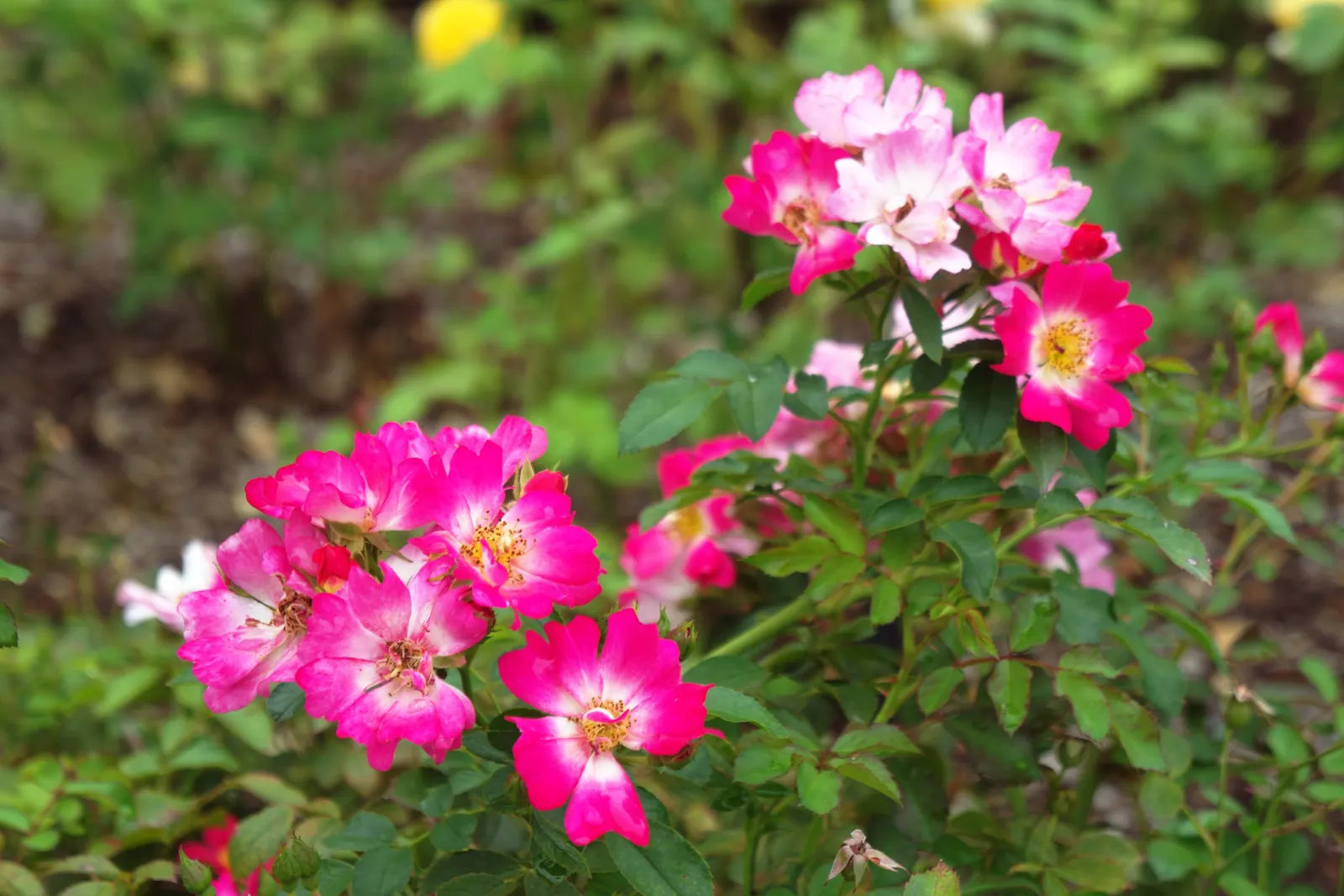 Pink Drift Rose (Rosa 'Pink Drift') — The Rosa 'Pink Drift' is a low-growing