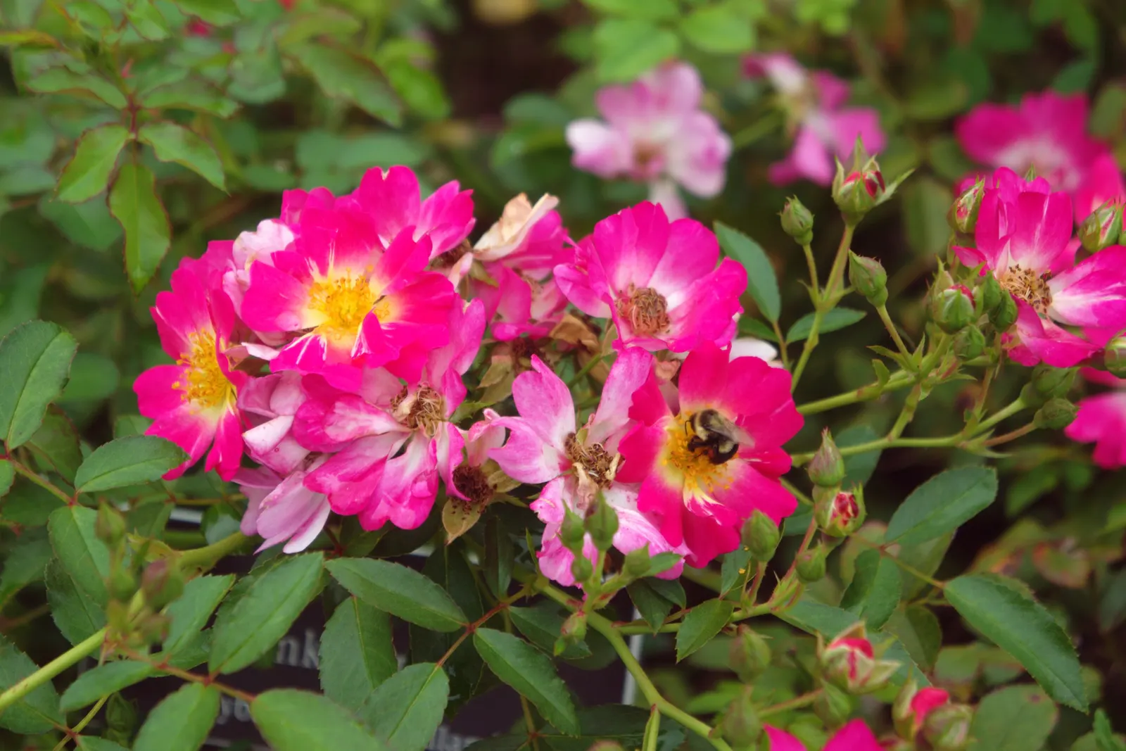 Pink Drift Rose (Rosa 'Pink Drift') — Hardy and disease-resistant