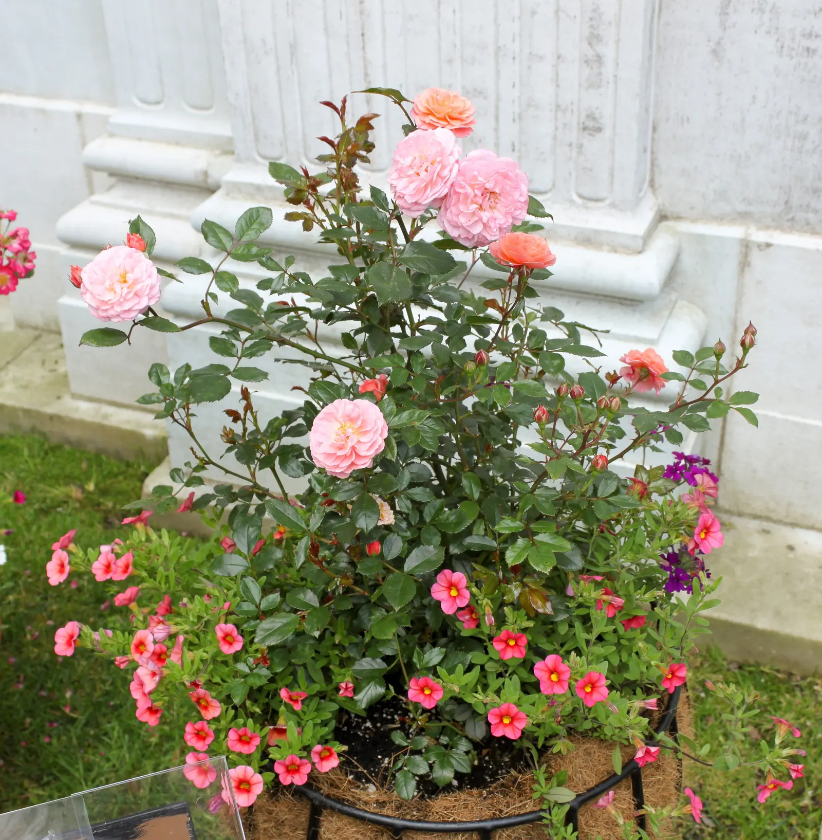 Apricot Drift Rose (Rosa 'Apricot Drift') — reaching up to 1.5 ft in height and 2.5 ft in width