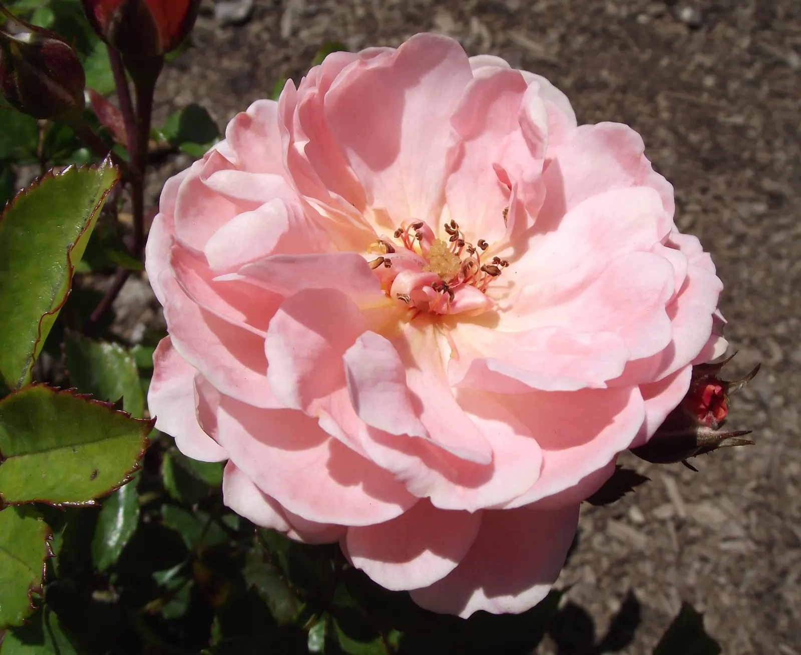 Apricot Drift Rose (Rosa 'Apricot Drift') — The Rosa 'Apricot Drift' offers a stunning