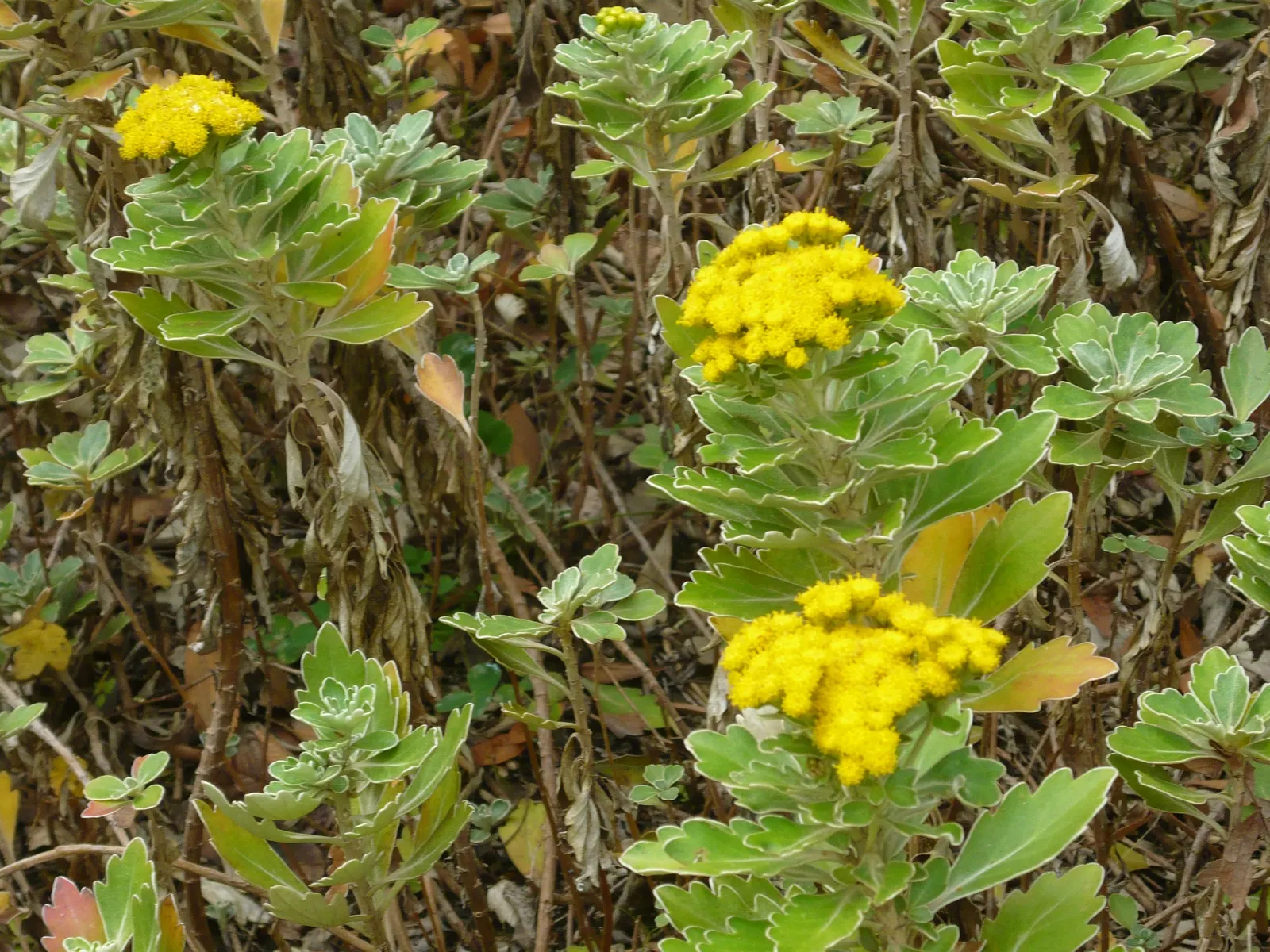 Gold and Silver Chrysanthemum (Chrysanthemum Pacificum) — low-maintenance plant forms a neat mound about 12 inches high and 18 inches wide