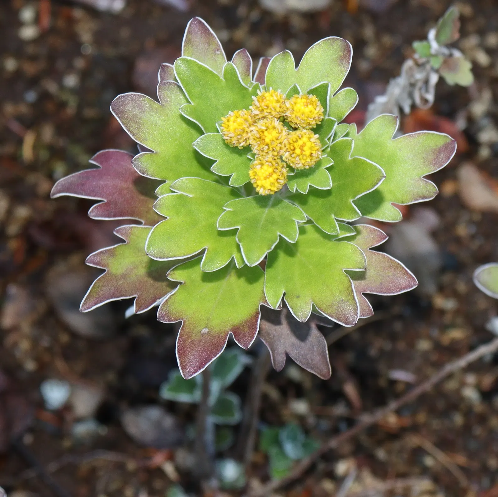 Gold and Silver Chrysanthemum (Chrysanthemum Pacificum) — Its silvery leaves provide striking contrast, complementing diverse garden palettes and, image 45