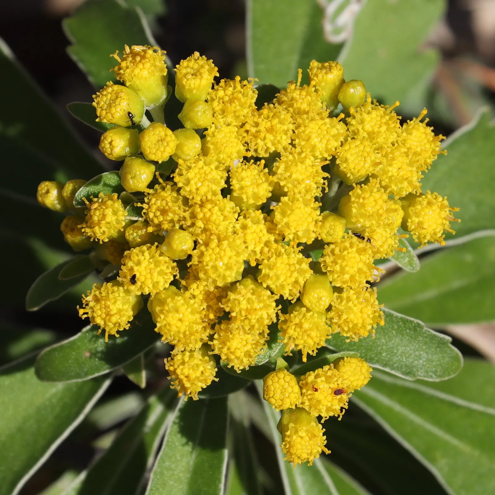 Gold and Silver Chrysanthemum (Chrysanthemum Pacificum) — yellow flowers in the garden; perfect for borders and rock gardens