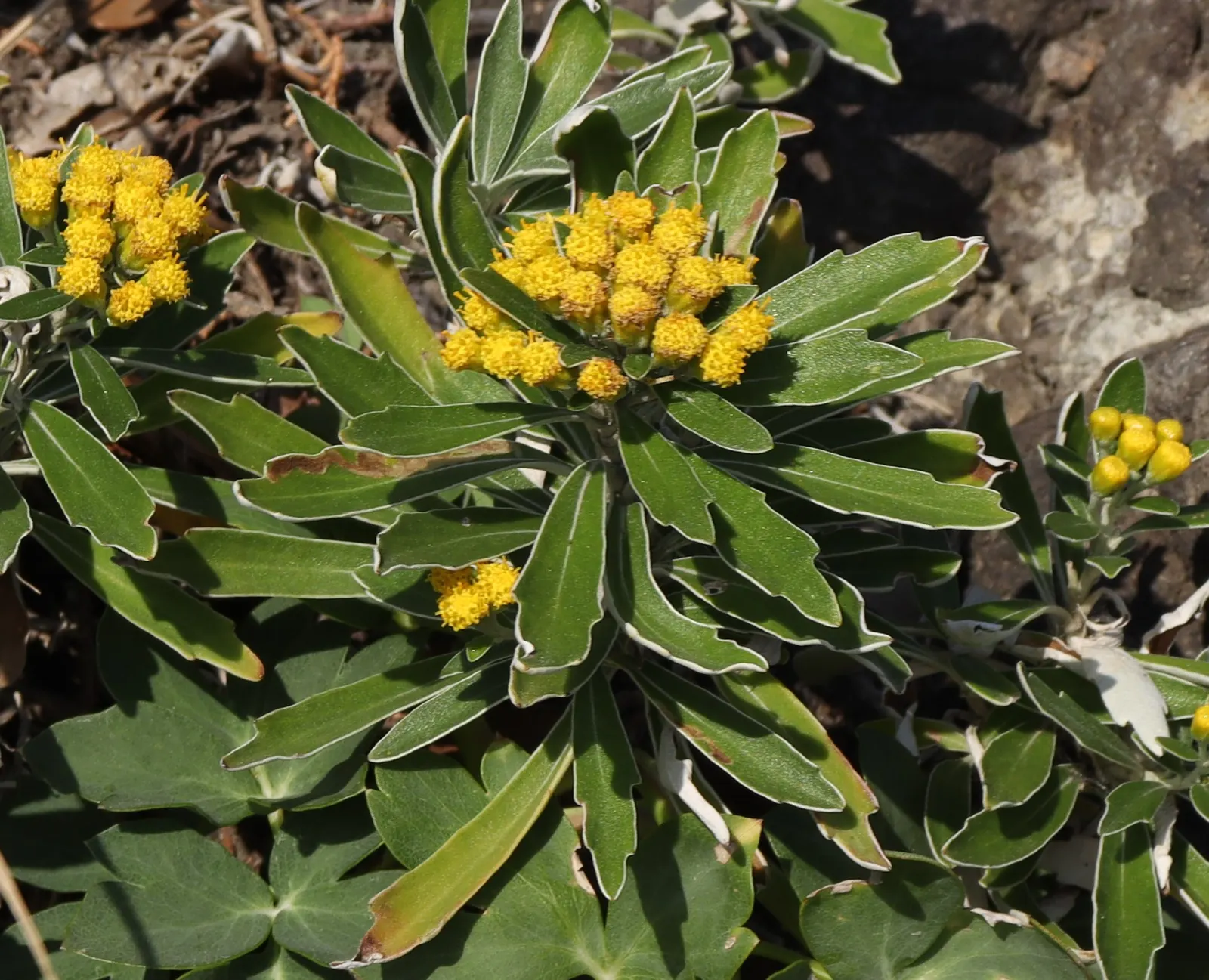 Gold and Silver Chrysanthemum (Chrysanthemum Pacificum) — yellow flowers that bloom atop the silvery foliage