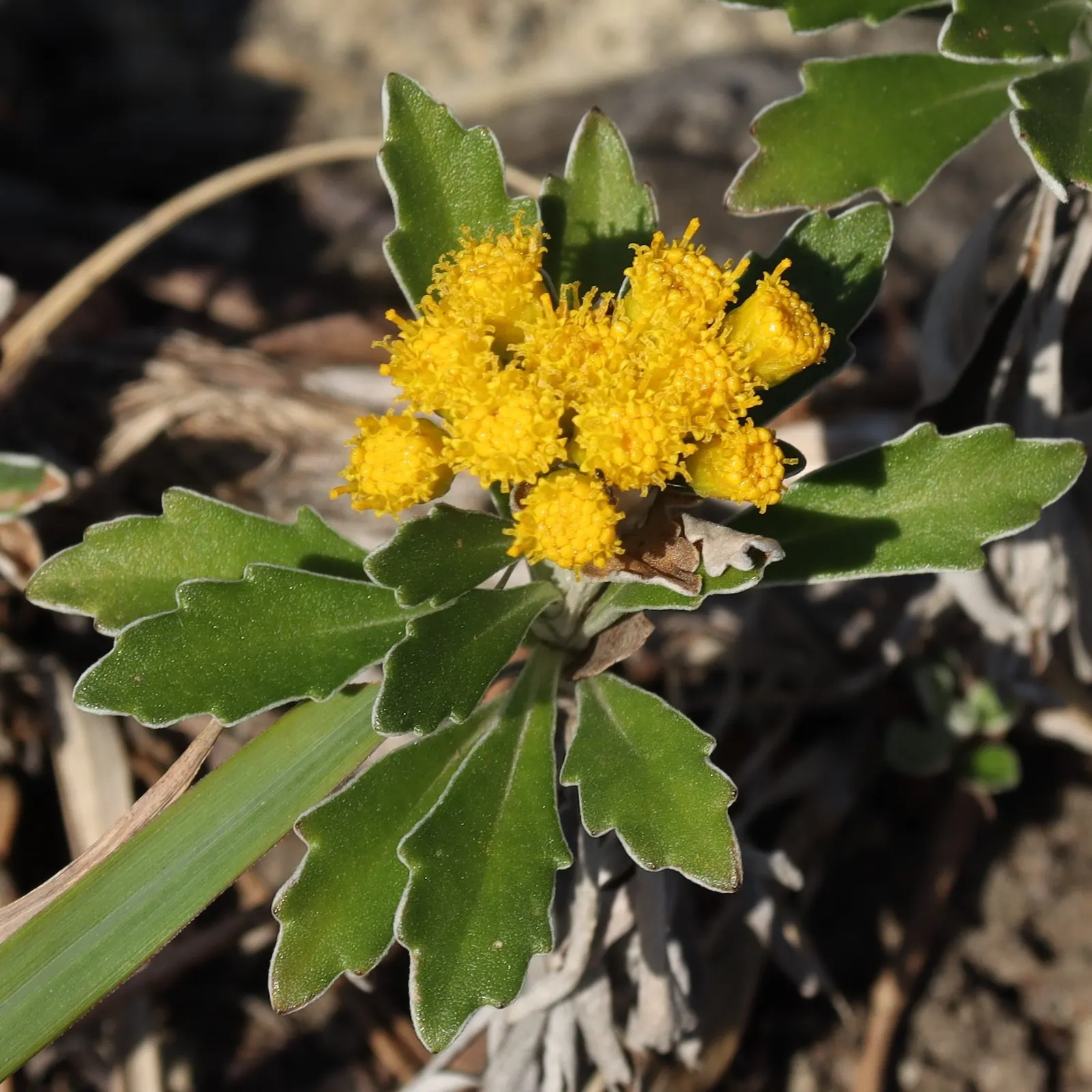 Gold and Silver Chrysanthemum (Chrysanthemum Pacificum) — ground cover / perennial with yellow blooms