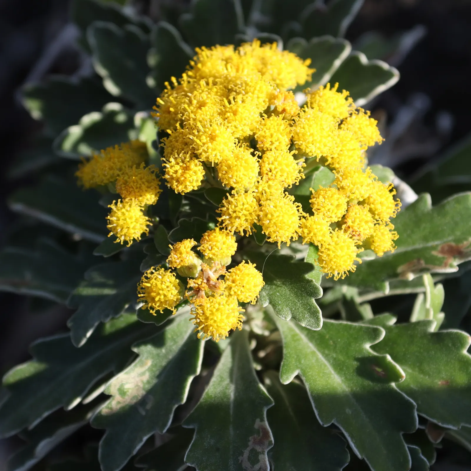Gold and Silver Chrysanthemum (Chrysanthemum Pacificum) — yellow flowers in the garden