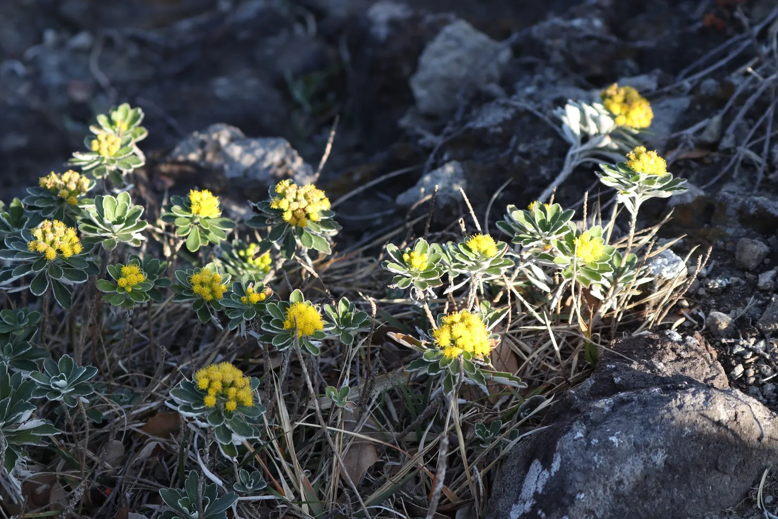Gold and Silver Chrysanthemum (Chrysanthemum Pacificum) — yellow flowers that bloom atop the silvery foliage; is an evergreen perennial boasting, image 52