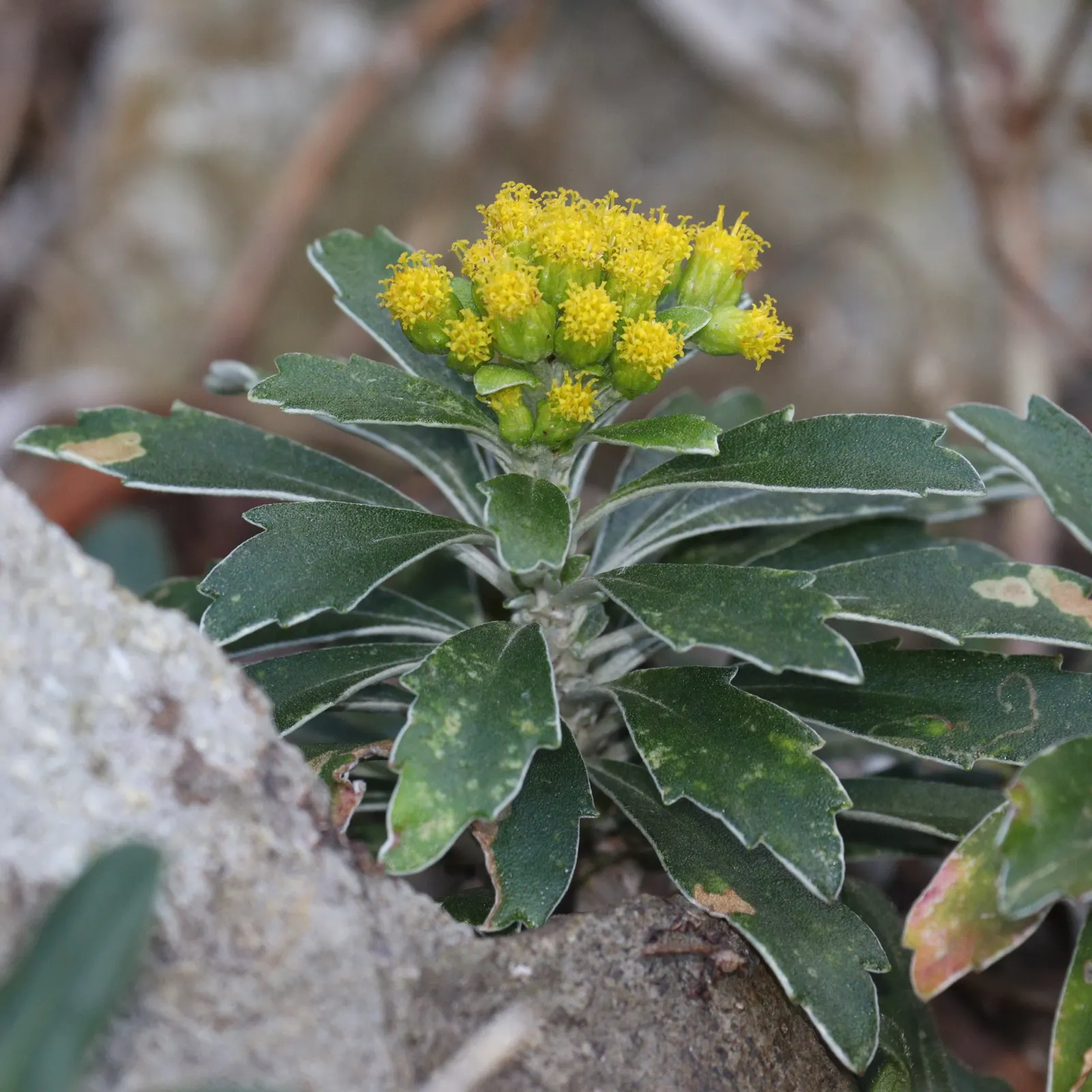 Gold and Silver Chrysanthemum (Chrysanthemum Pacificum) — Its silvery leaves provide striking contrast, complementing diverse garden palettes and, image 25