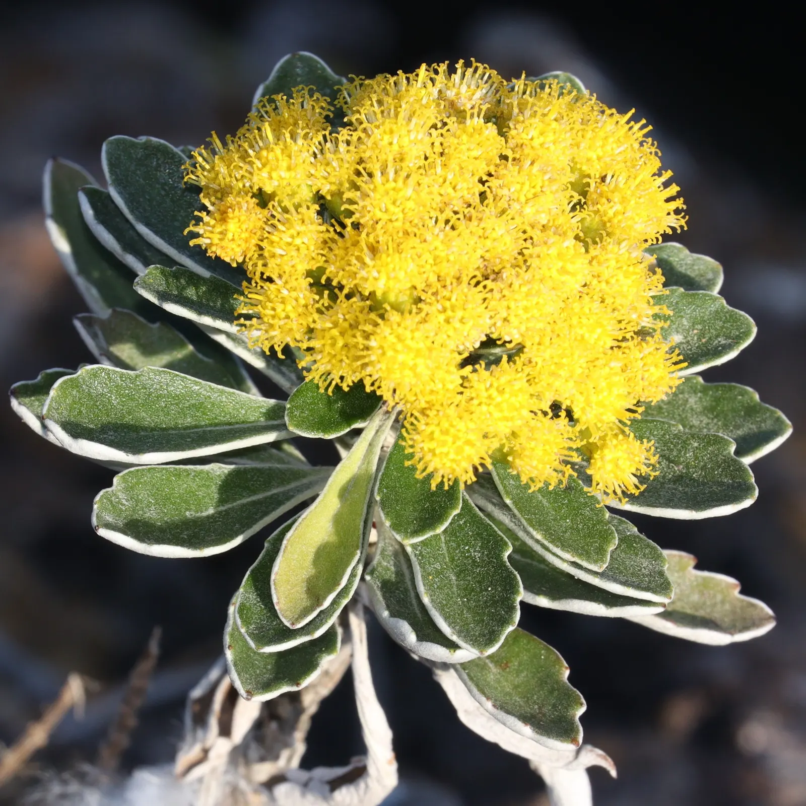 Gold and Silver Chrysanthemum (Chrysanthemum Pacificum) — It boasts a mound-forming habit; preferring full to partial sun exposure, image 48