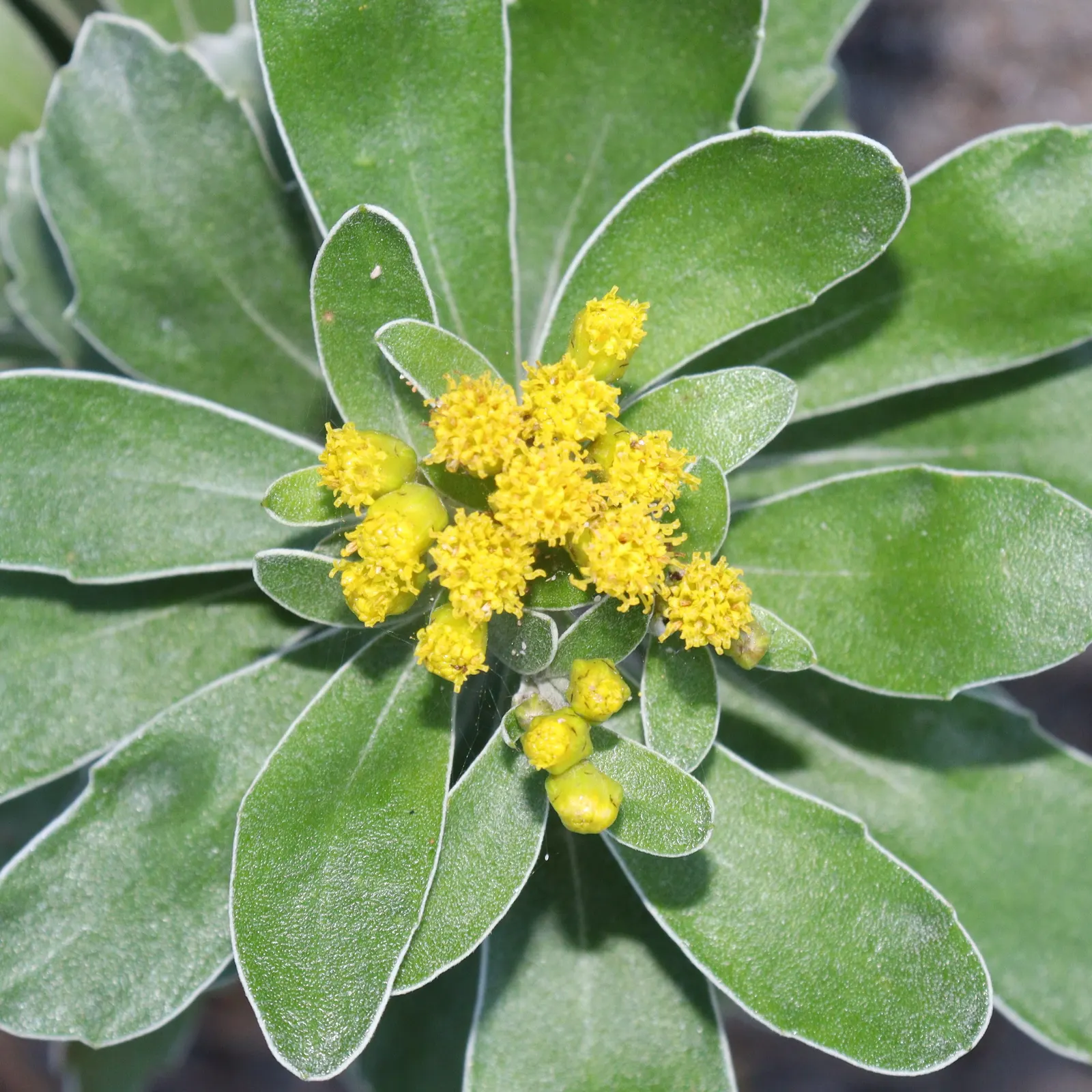 Gold and Silver Chrysanthemum (Chrysanthemum Pacificum) — low-maintenance plant forms a neat mound about 12 inches high and 18 inches wide, image 62