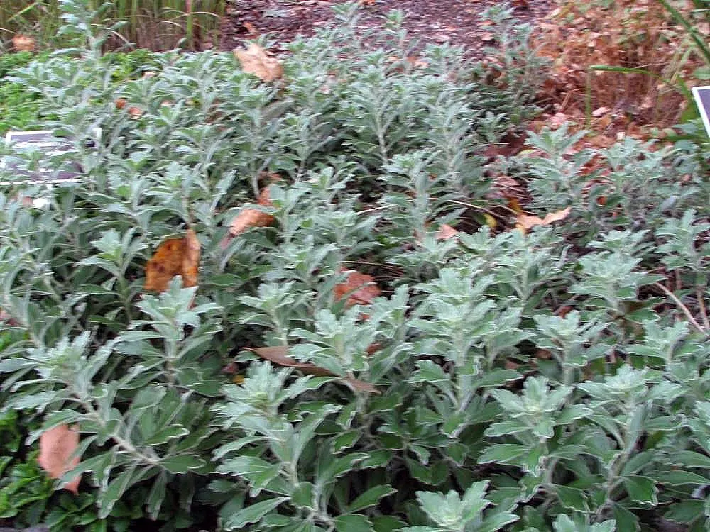 Gold and Silver Chrysanthemum (Chrysanthemum Pacificum) — Ajania can be thoughtfully placed to form a textured carpet that weaves through rock gardens or along