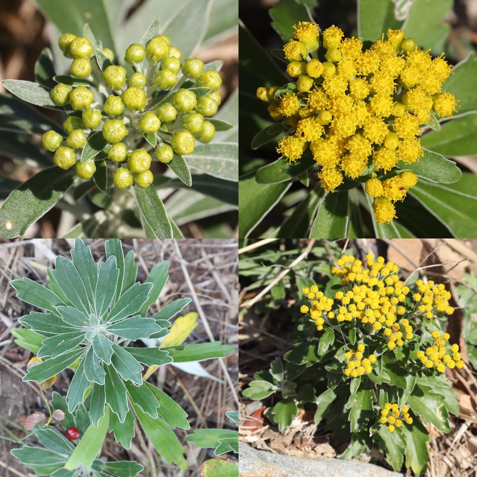 Gold and Silver Chrysanthemum (Chrysanthemum Pacificum) — It boasts a mound-forming habit; preferring full to partial sun exposure