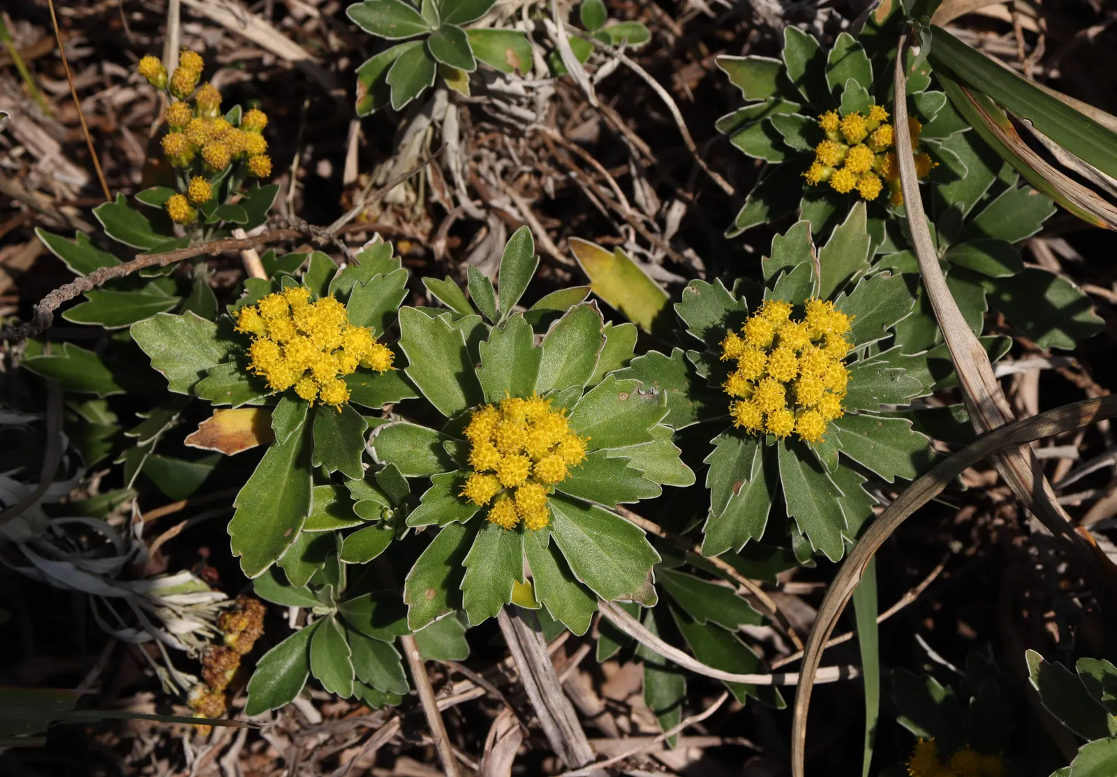 Gold and Silver Chrysanthemum (Chrysanthemum Pacificum) — is an evergreen perennial boasting silver-edged foliage and vibrant yellow button flowers, image 41