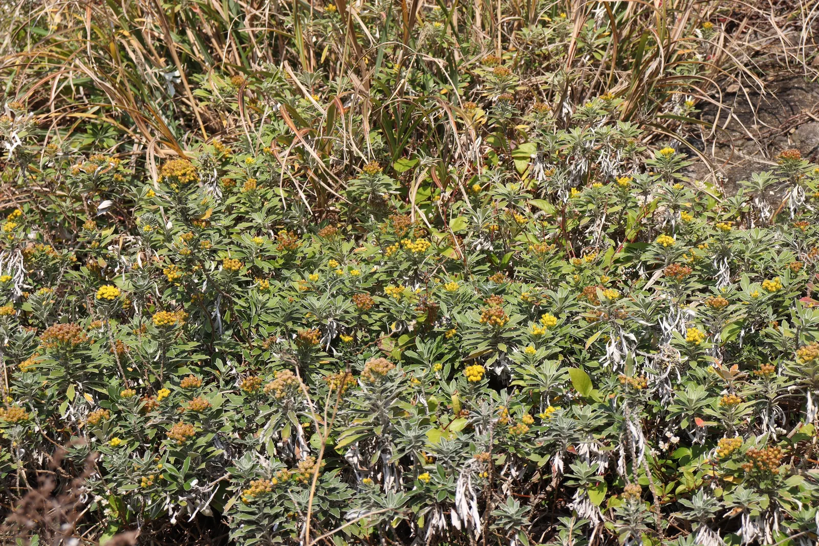 Gold and Silver Chrysanthemum (Chrysanthemum Pacificum) — It boasts a mound-forming habit